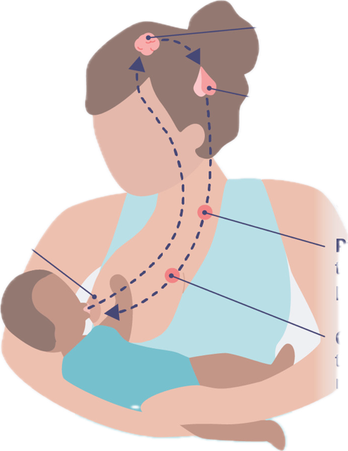 Diagram of the lactation reflex