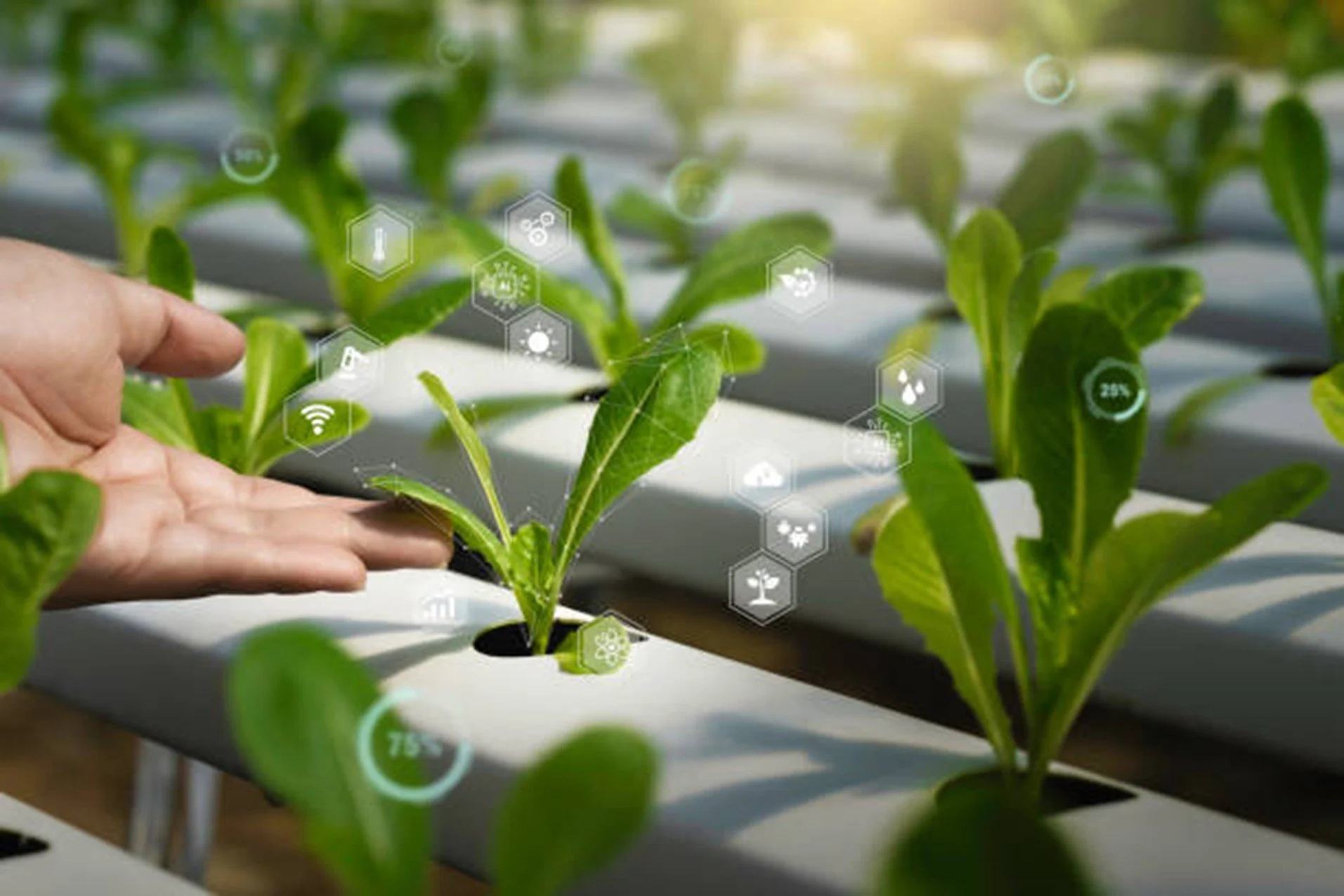 Il programma CEA Frontiers: il futuro della produzione alimentare inizia oggi