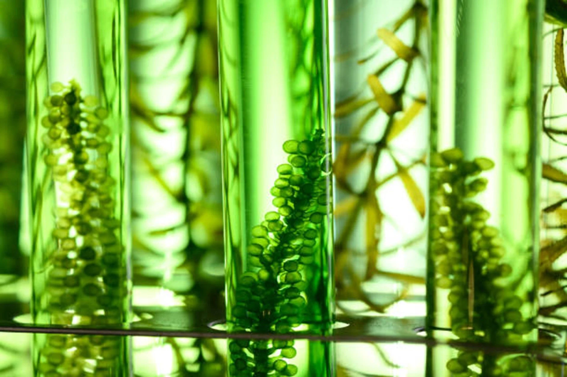 Living Matters: la materia vivente per la transizione bioindustriale