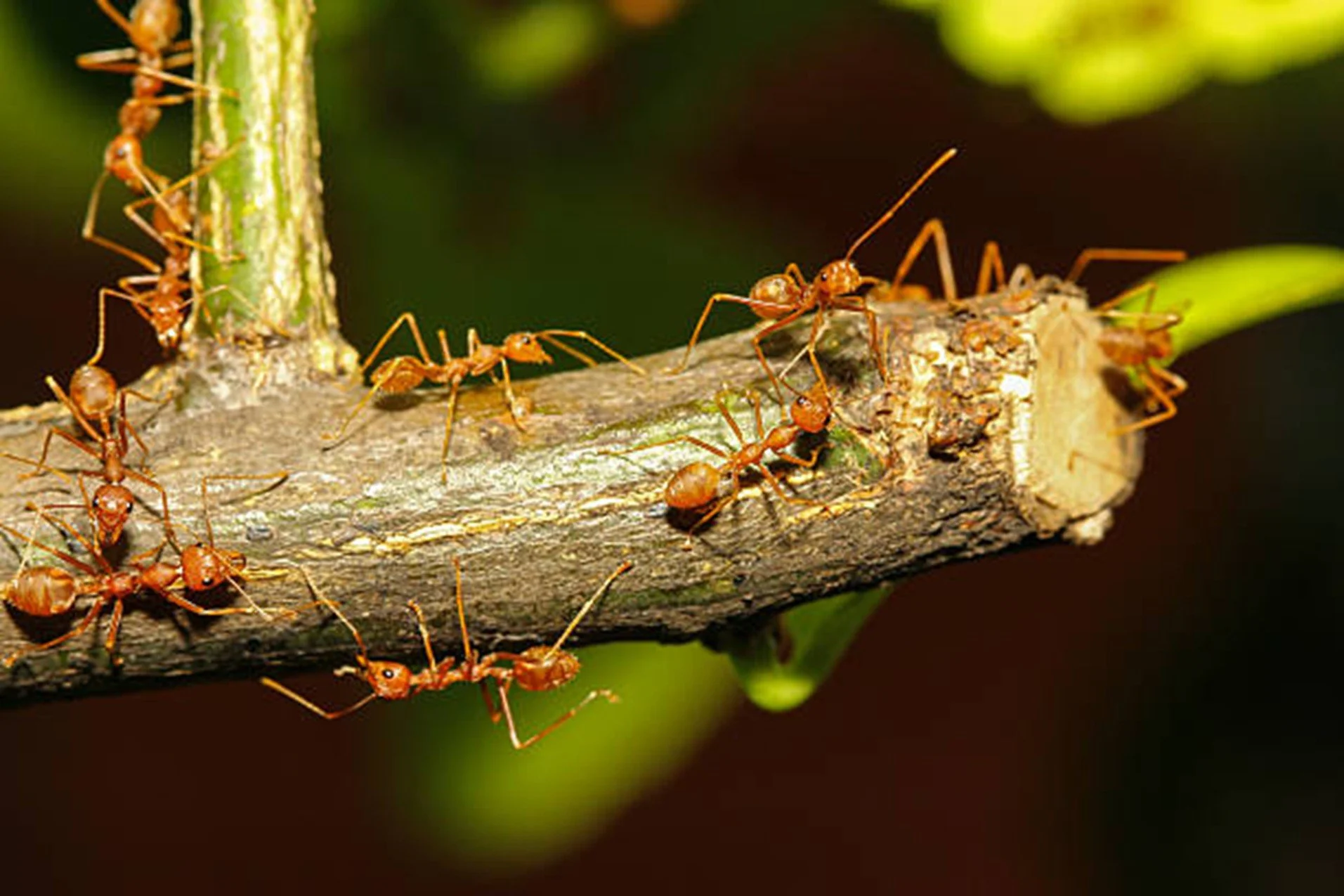 Insect Revolution: nuove filiere per l’economia circolare