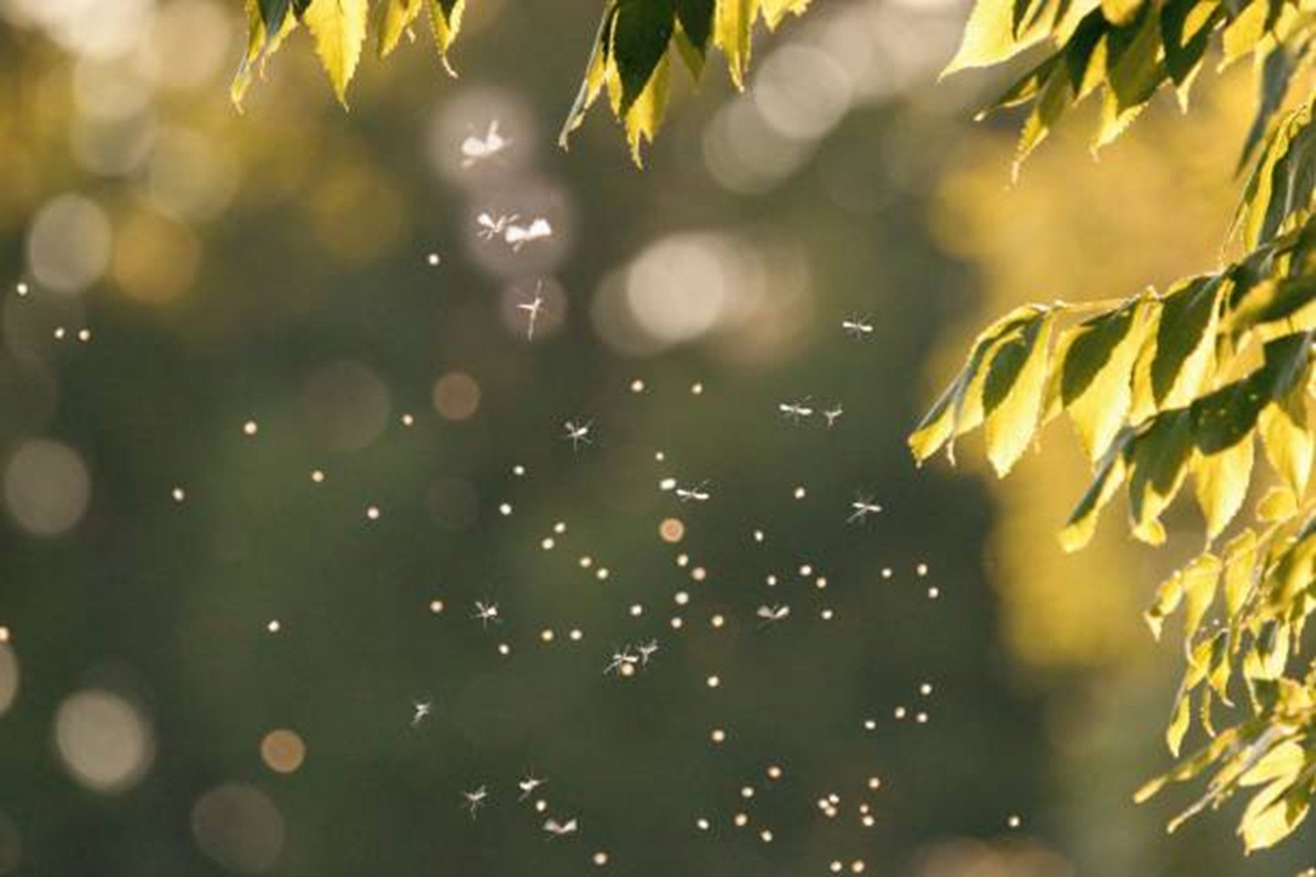 TECH4INSECTS: così l'Italia guida l'innovazione nelle proteine alternative