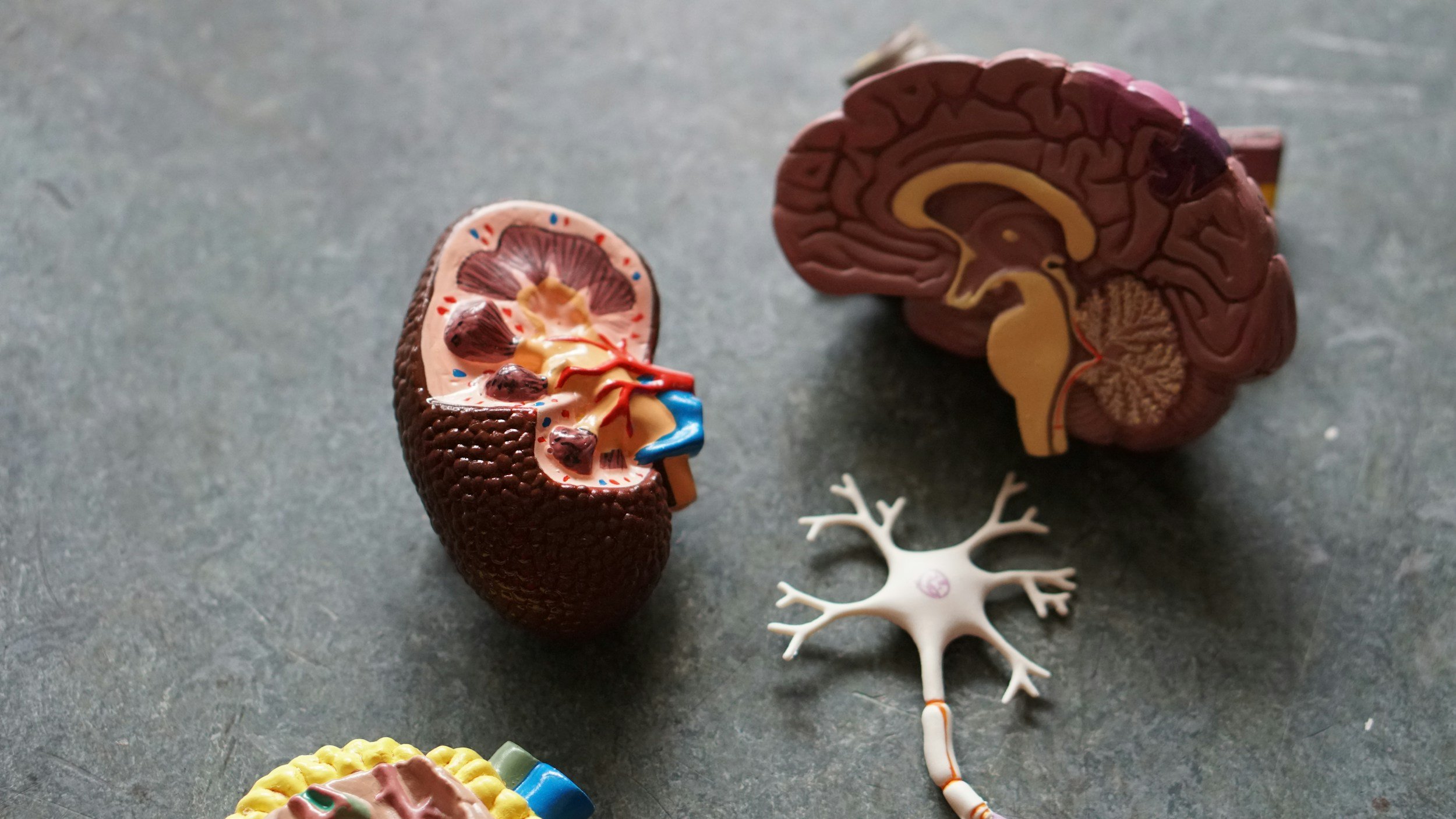 a model of a brain that relates to cognitive decline