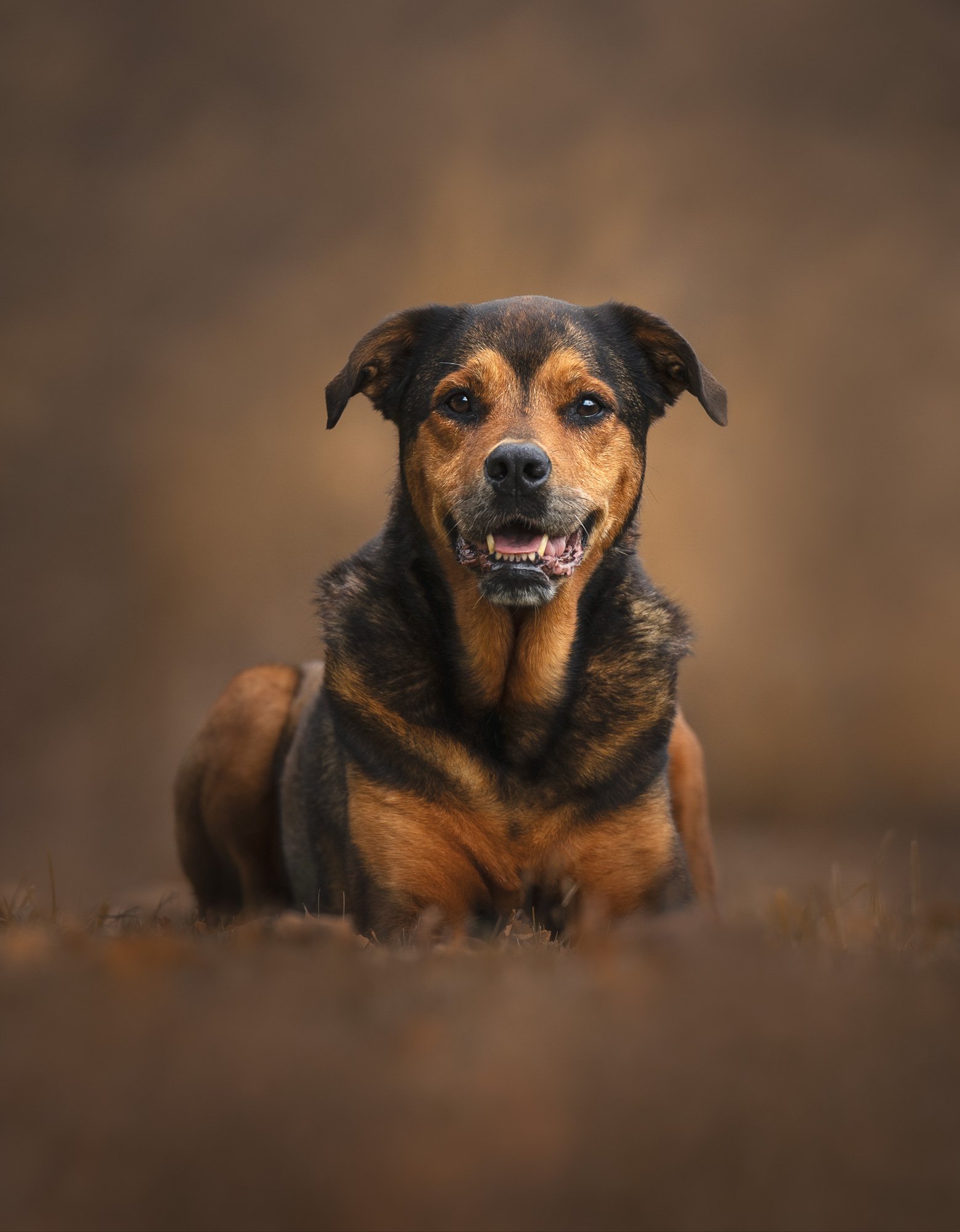 Helping Your Dog Feel Comfortable During Their Photography Session