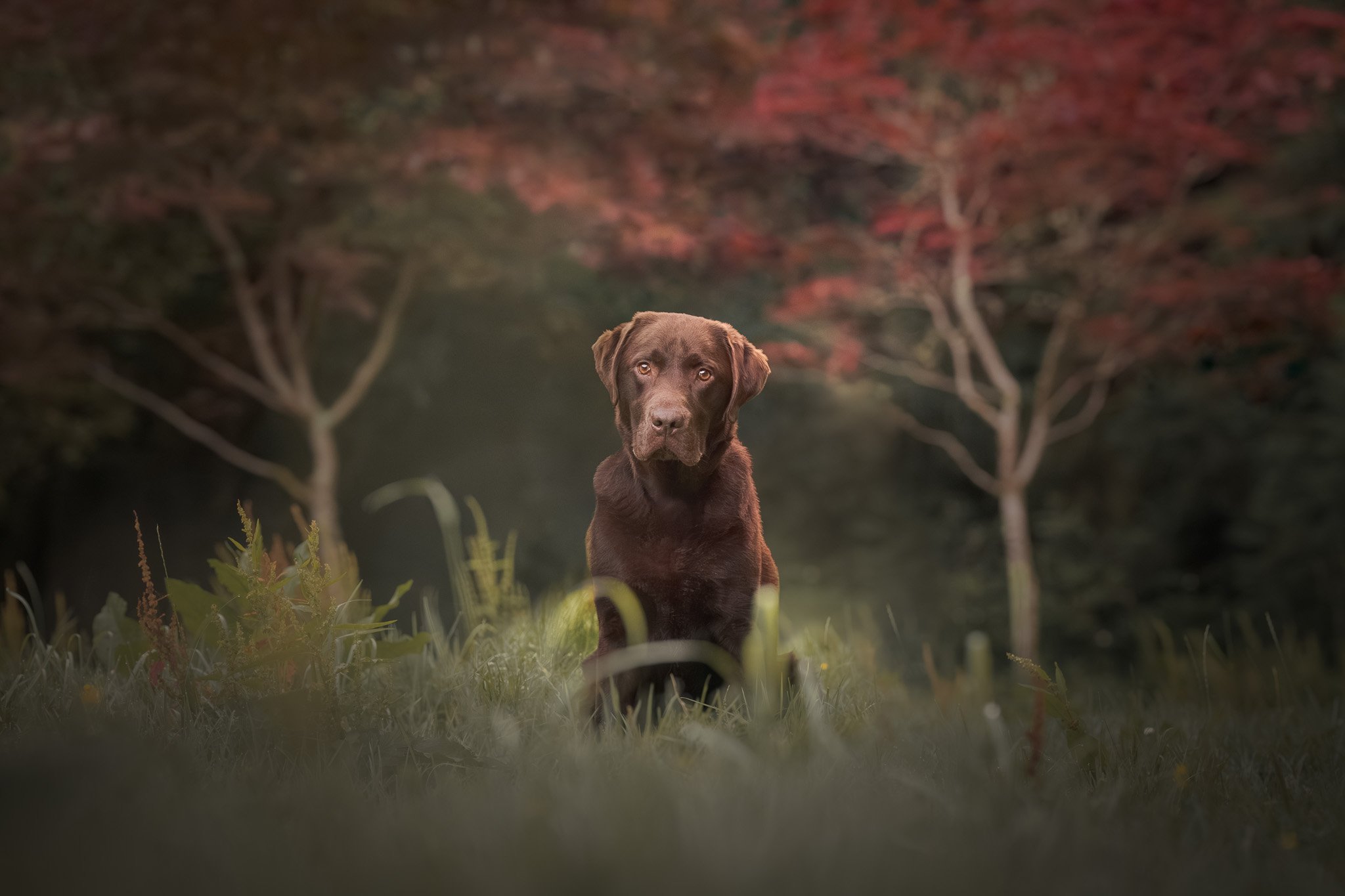 Fine art image of a chocolate lab sitting in the grass at a Wellington park - Em Boyle Photography
