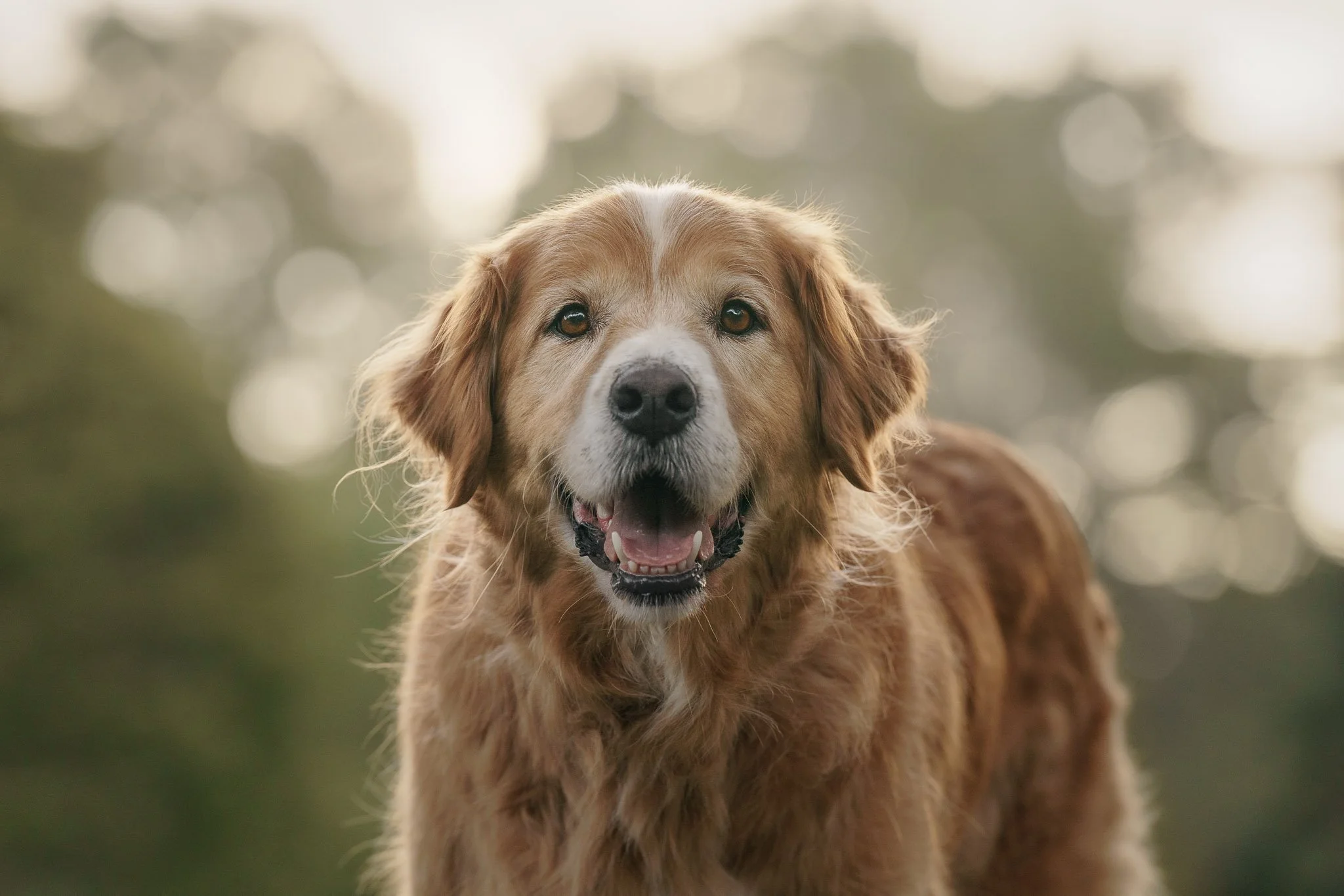 End of Life Dog Photography Wellington-2.jpg