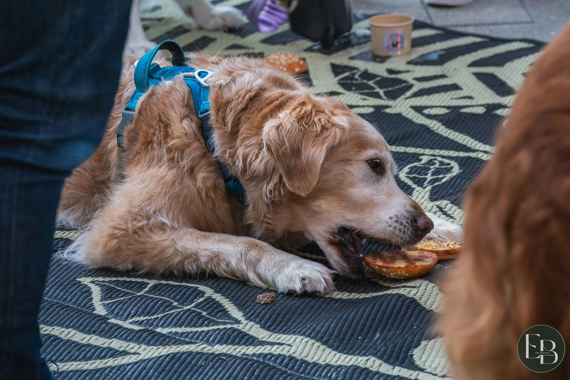 2500811 Breakfast 4 Paws-30.jpg
