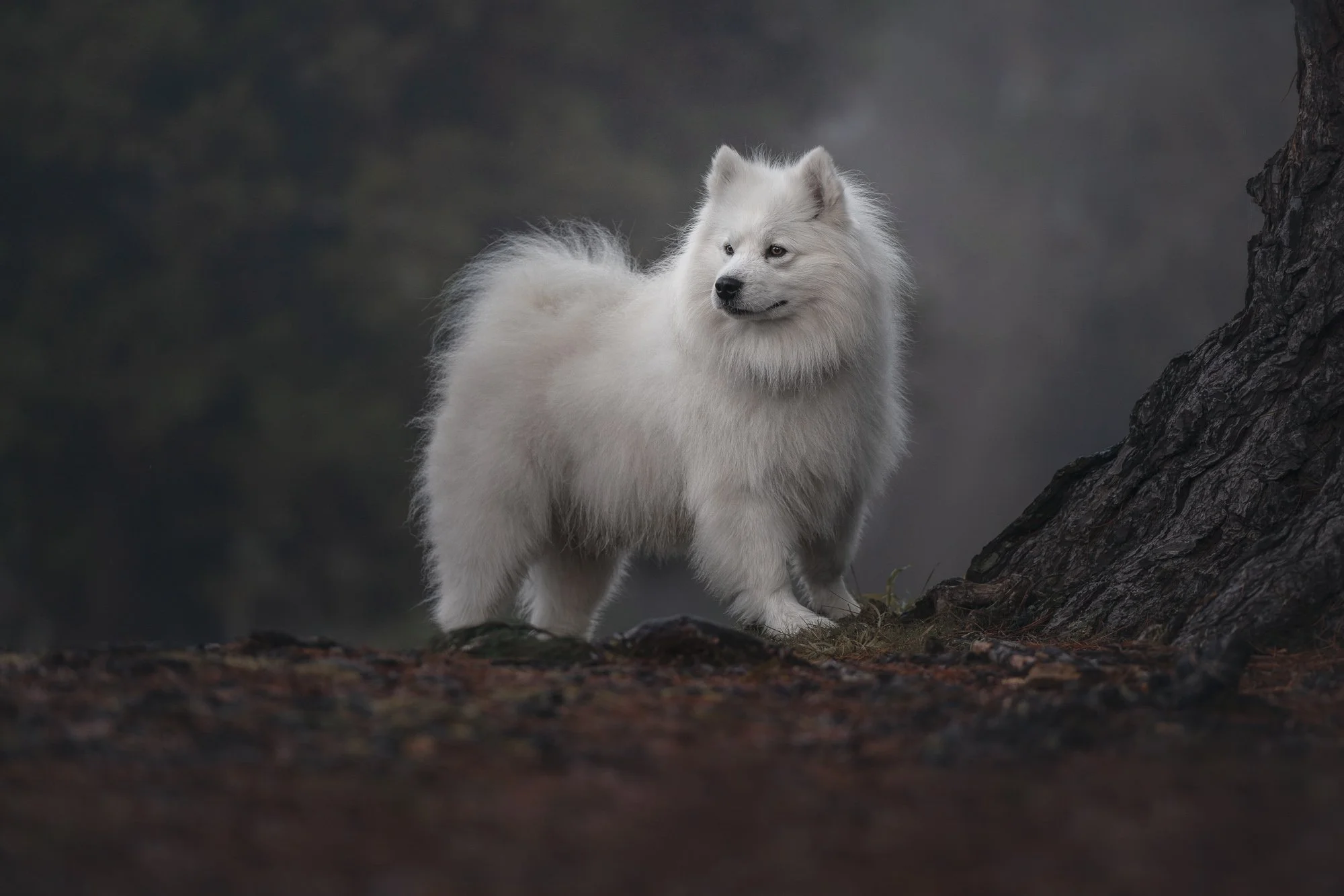 Meet the Paws Project Dogs: February