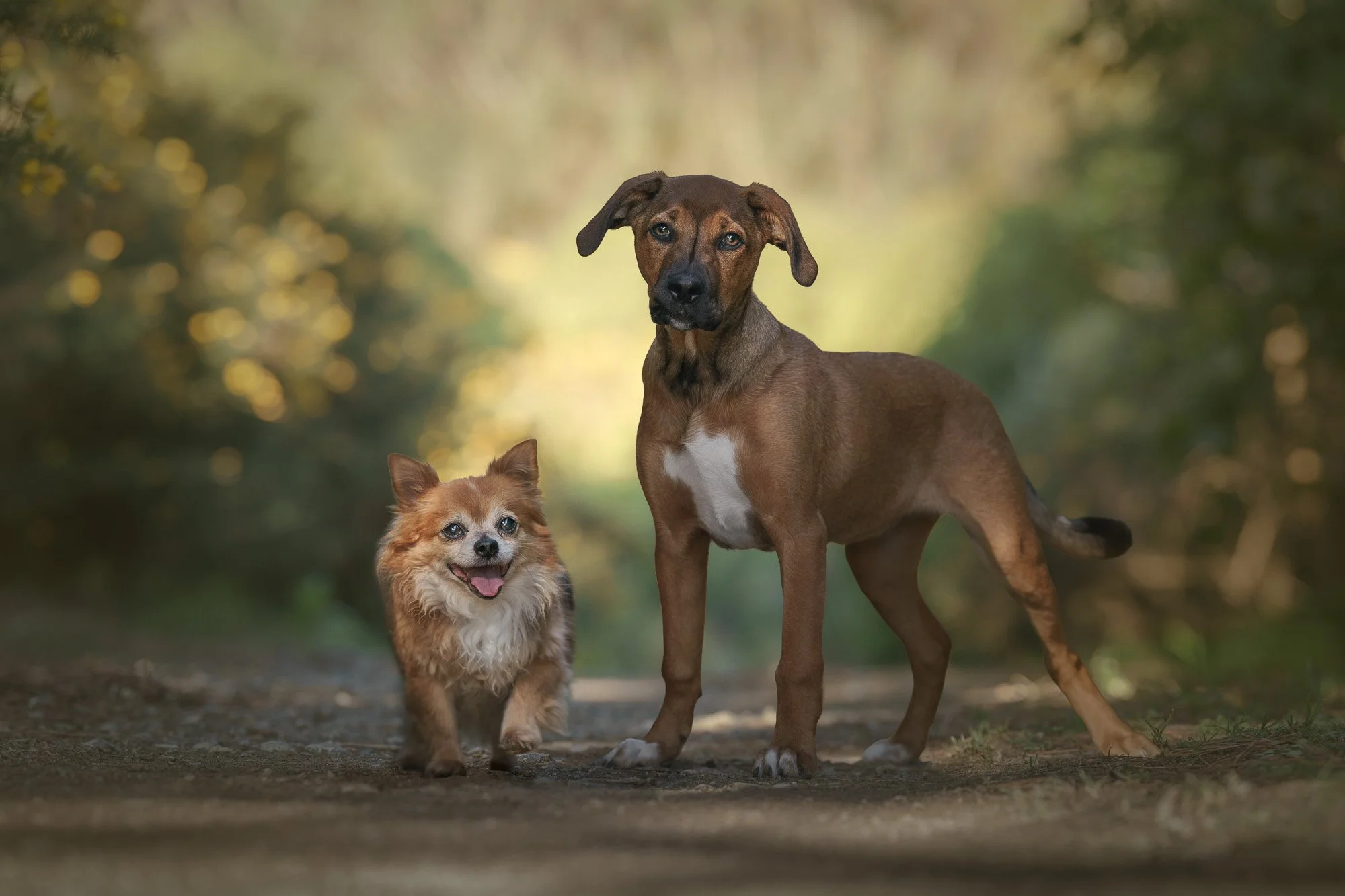 Meet the Paws Project Dogs: March