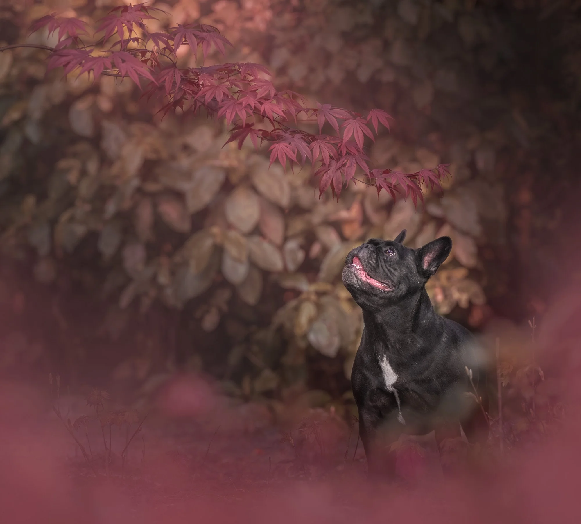 Fine art dog photography of happy french bulldog in autumn colours in Upper Hutt