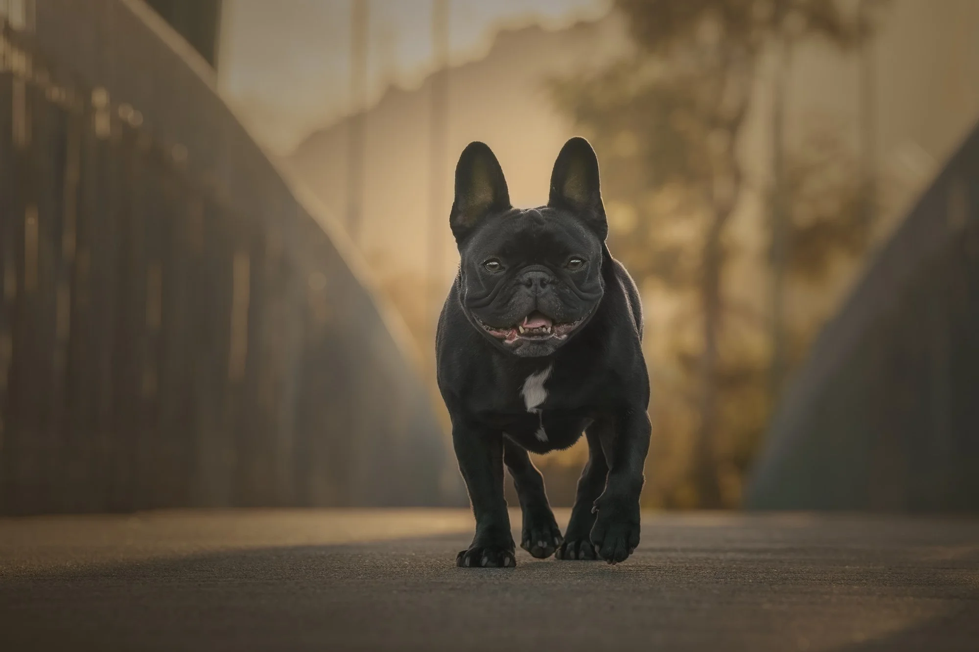 Dog photography of happy french bulldog walking across bridge at golden hour in Upper Hutt