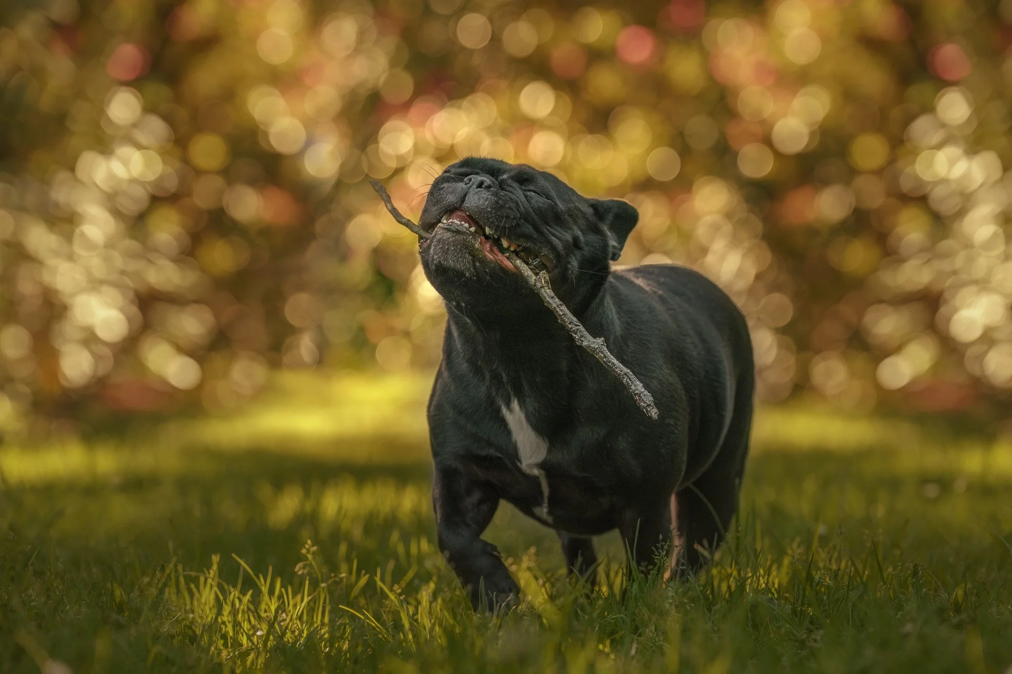 Action dog photography of french bulldog running with a stick in golden hour in Upper Hutt