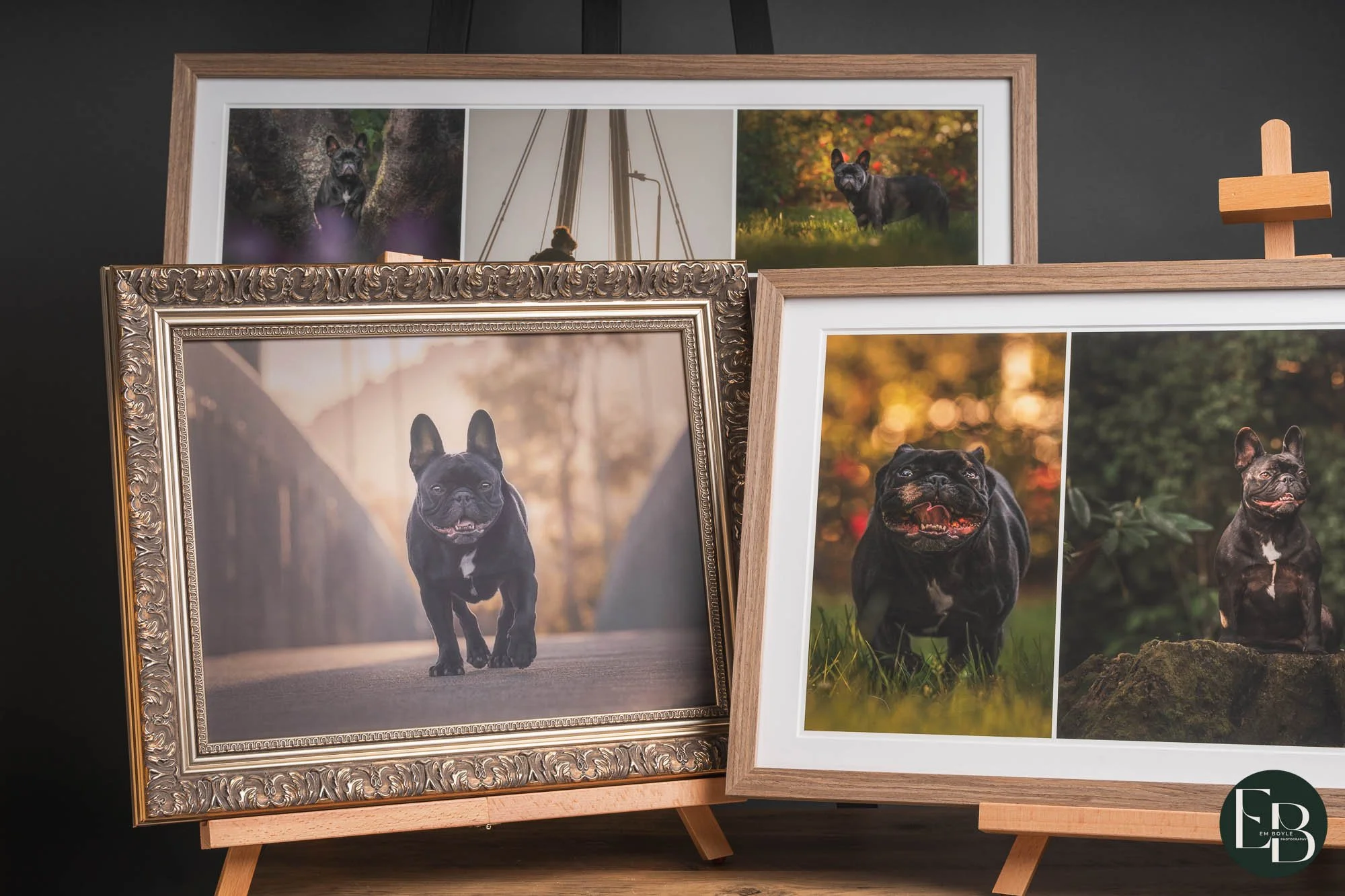 Lola the Frenchie – Dog Photography in Upper Hutt