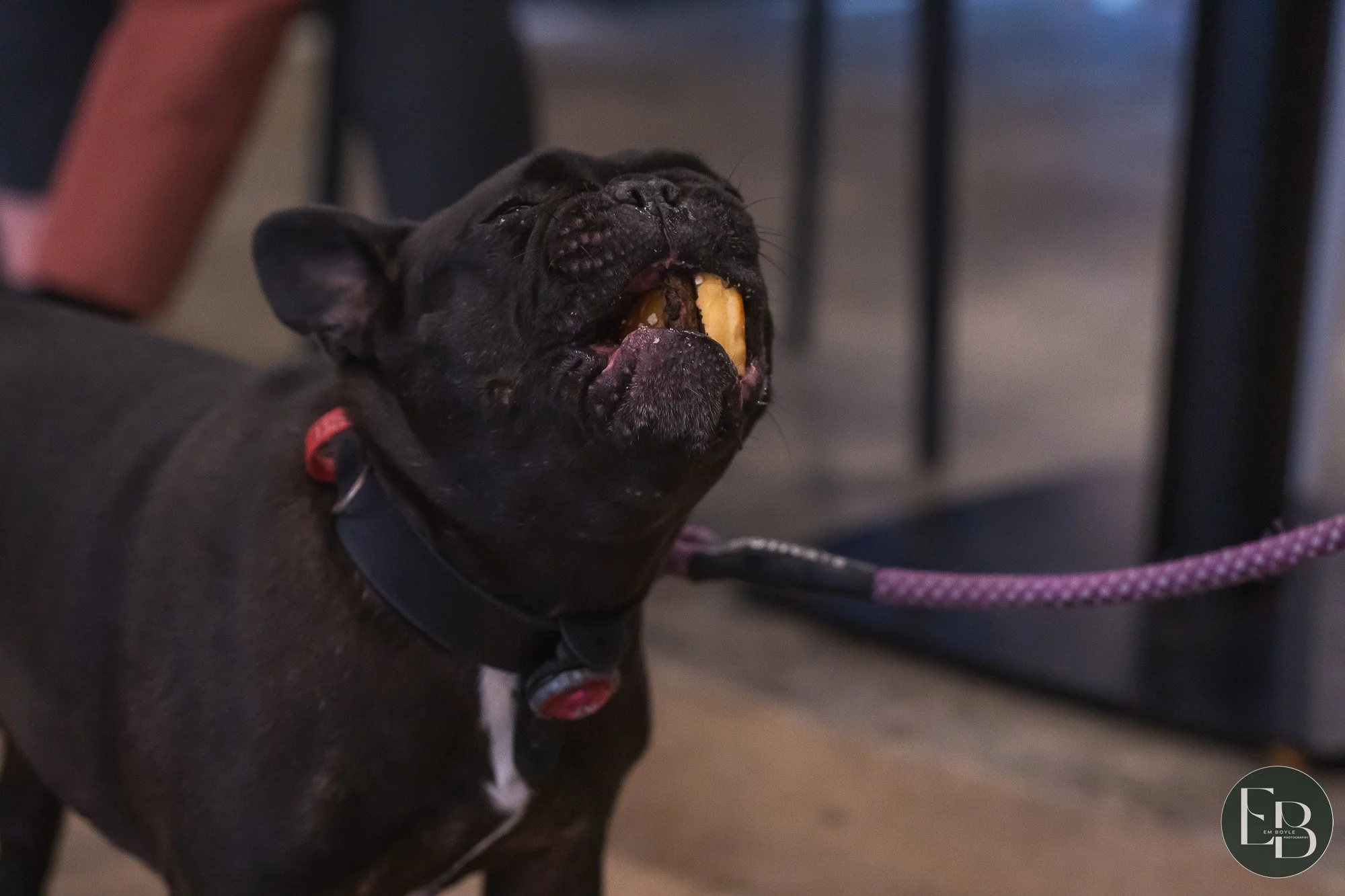 Dog photography of happy french bulldog eat the Good Boy Dog Burger at Kai Tahi, Porirua
