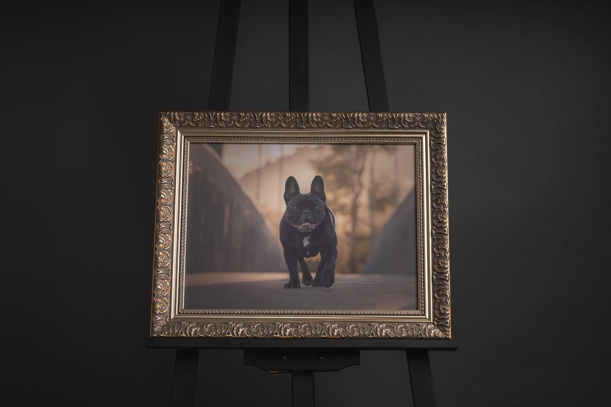 Framed canvas wall art of happy french bulldog in gold ornate frame