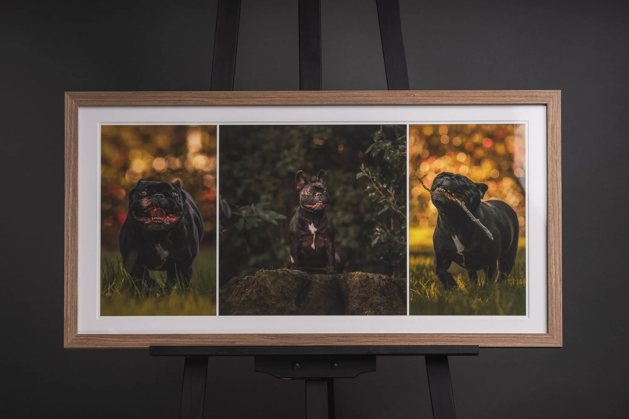 Montage framed print of multiple images of happy french bulldog in walnut frame