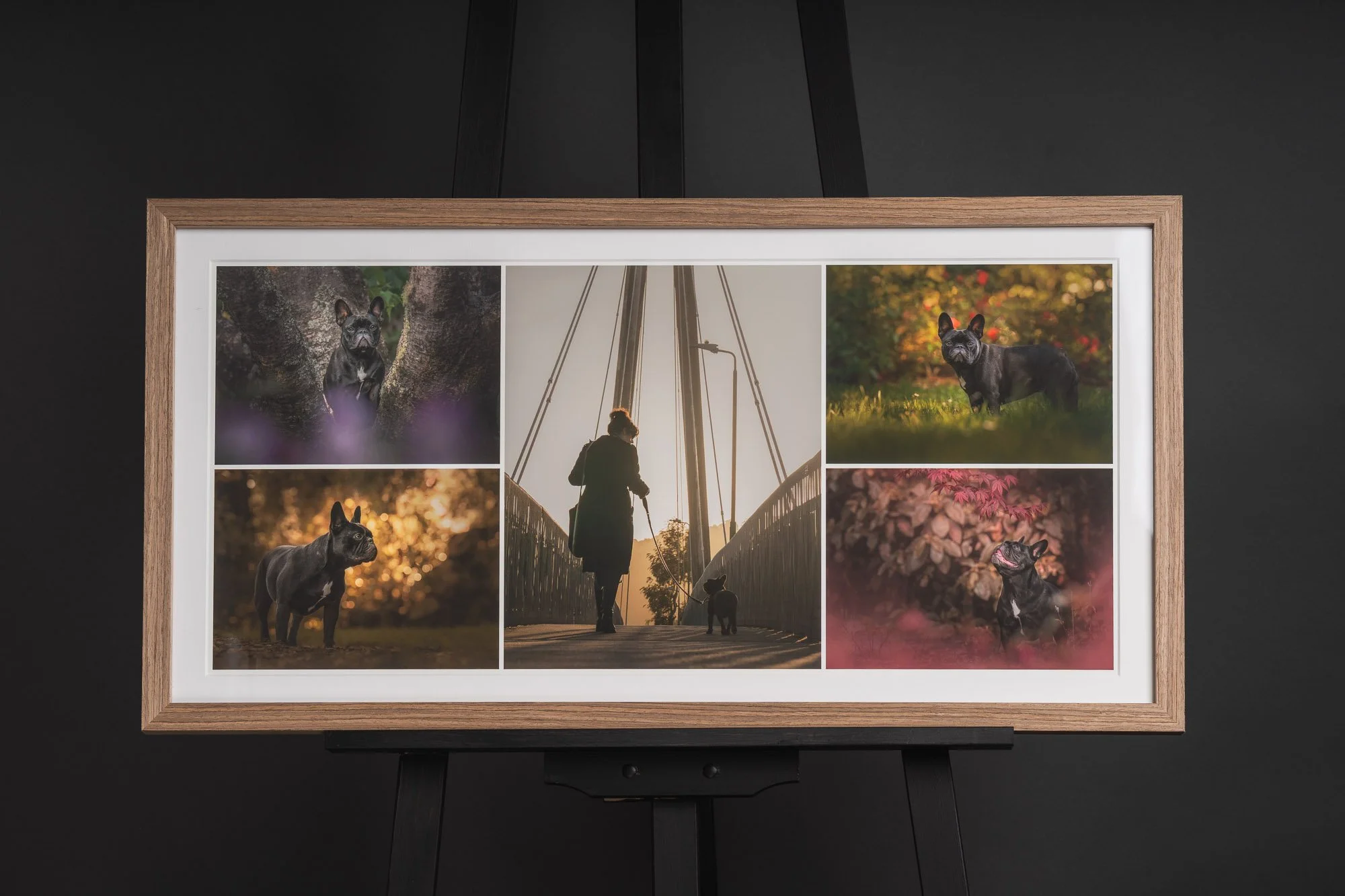 Montage framed print of five images of happy french bulldog in walnut frame