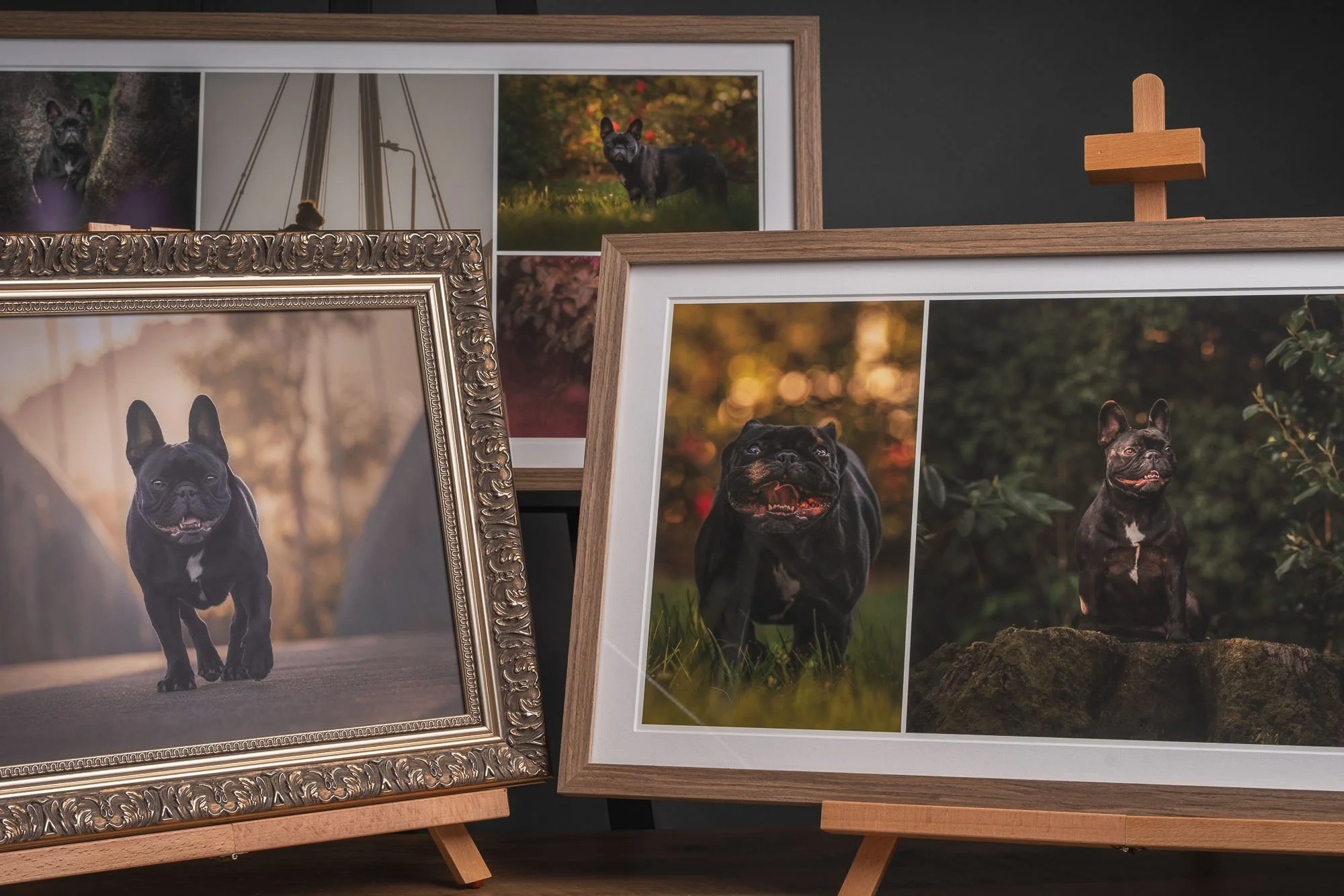 Lola the Frenchie – Dog Photography in Upper Hutt