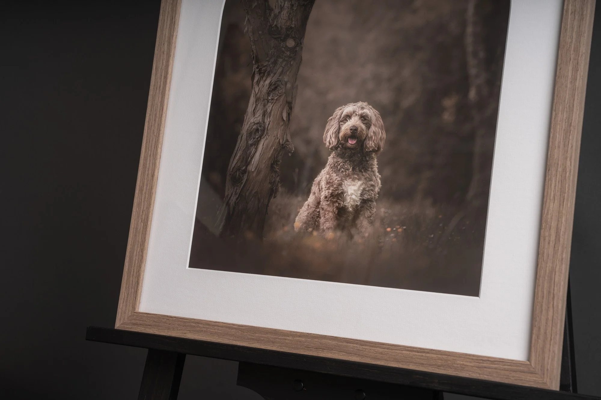 wall art close up of framed dog in walnut frame from a dog photography session in Lower Hutt