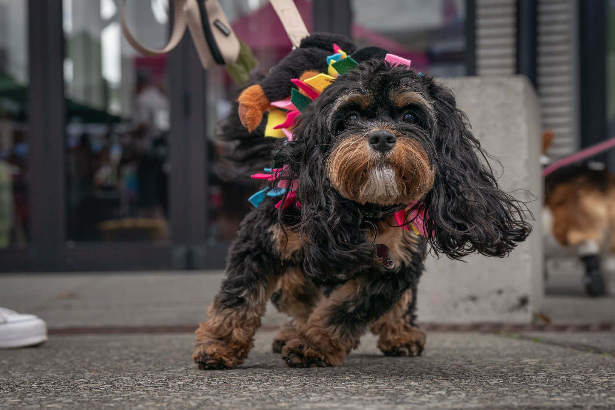 Pooches in the Plaza - Dogs in Wellington-3.jpg