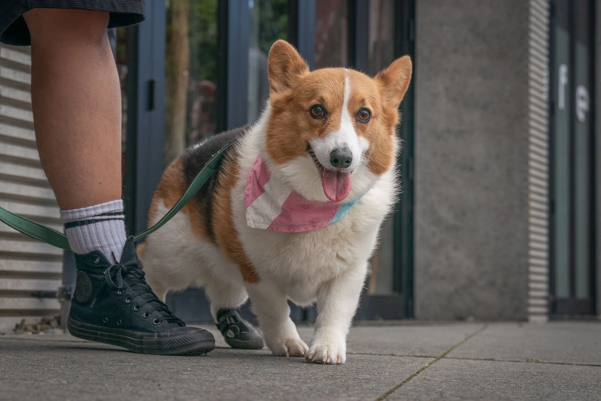 Pooches in the Plaza - Dogs in Wellington-6.jpg