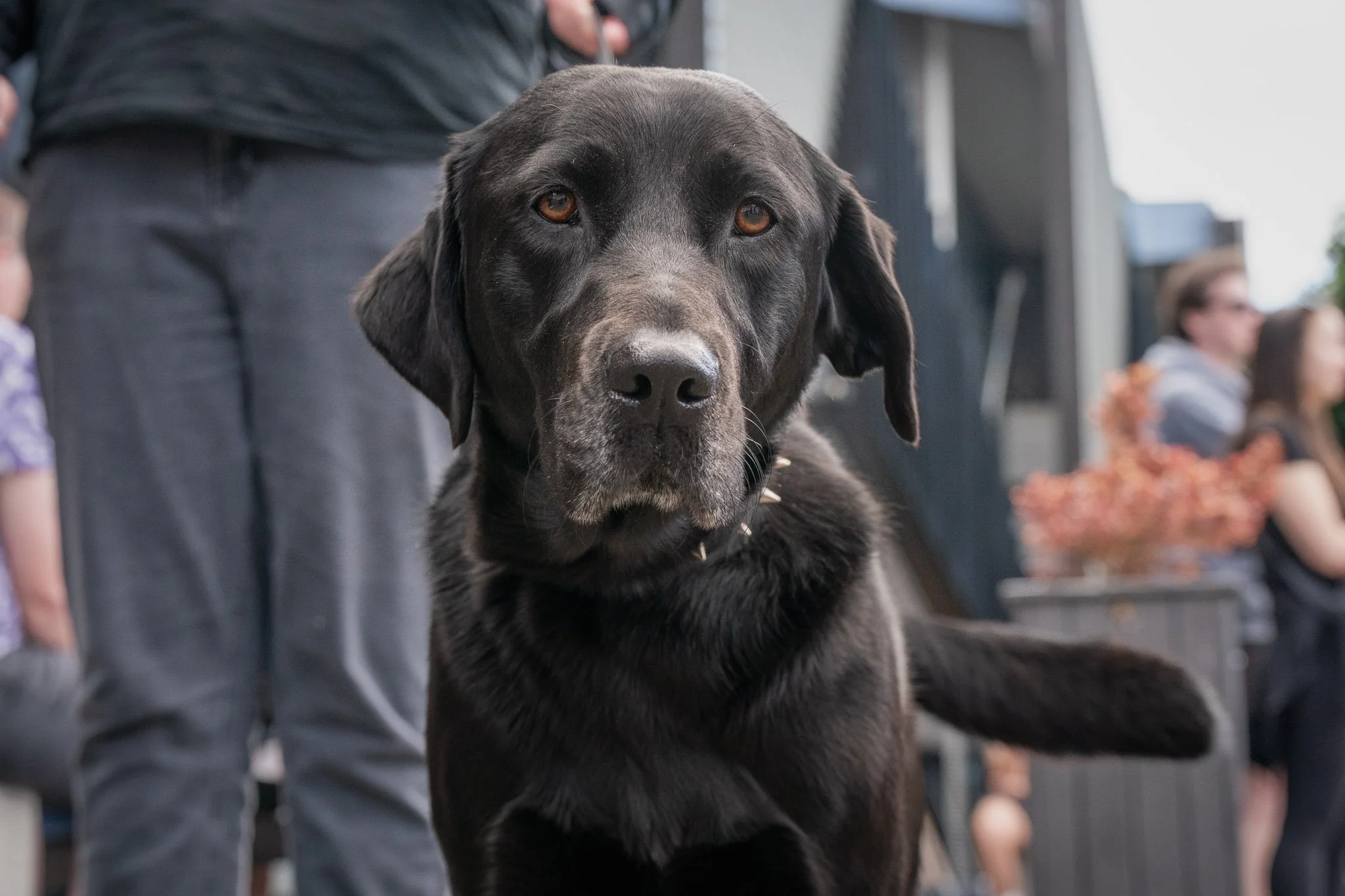 Pooches in the Plaza - Dogs in Wellington-7.jpg