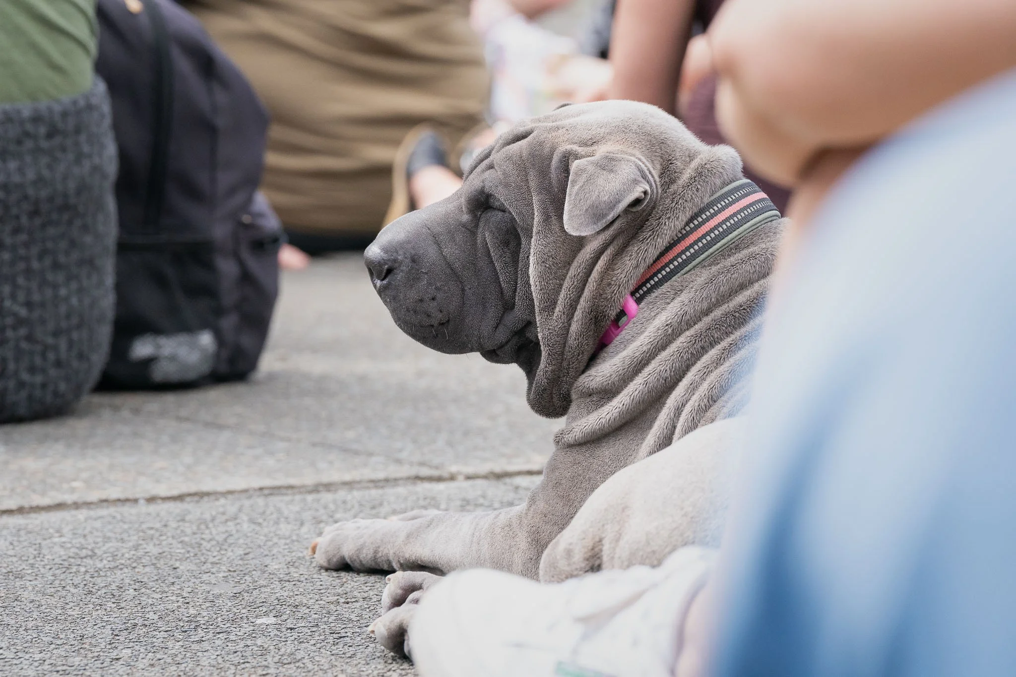 Pooches in the Plaza - Dogs in Wellington-18.jpg