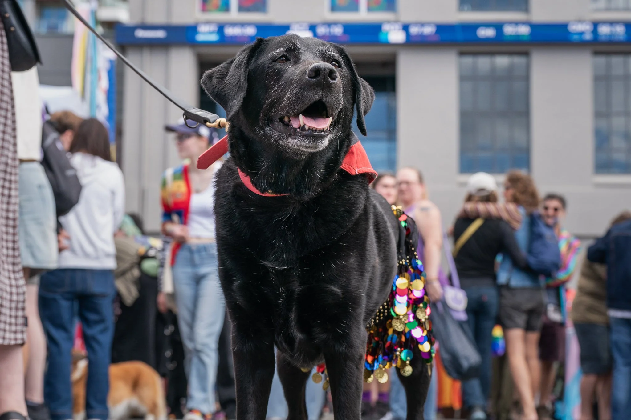 Pooches in the Plaza - Dogs in Wellington-21.jpg