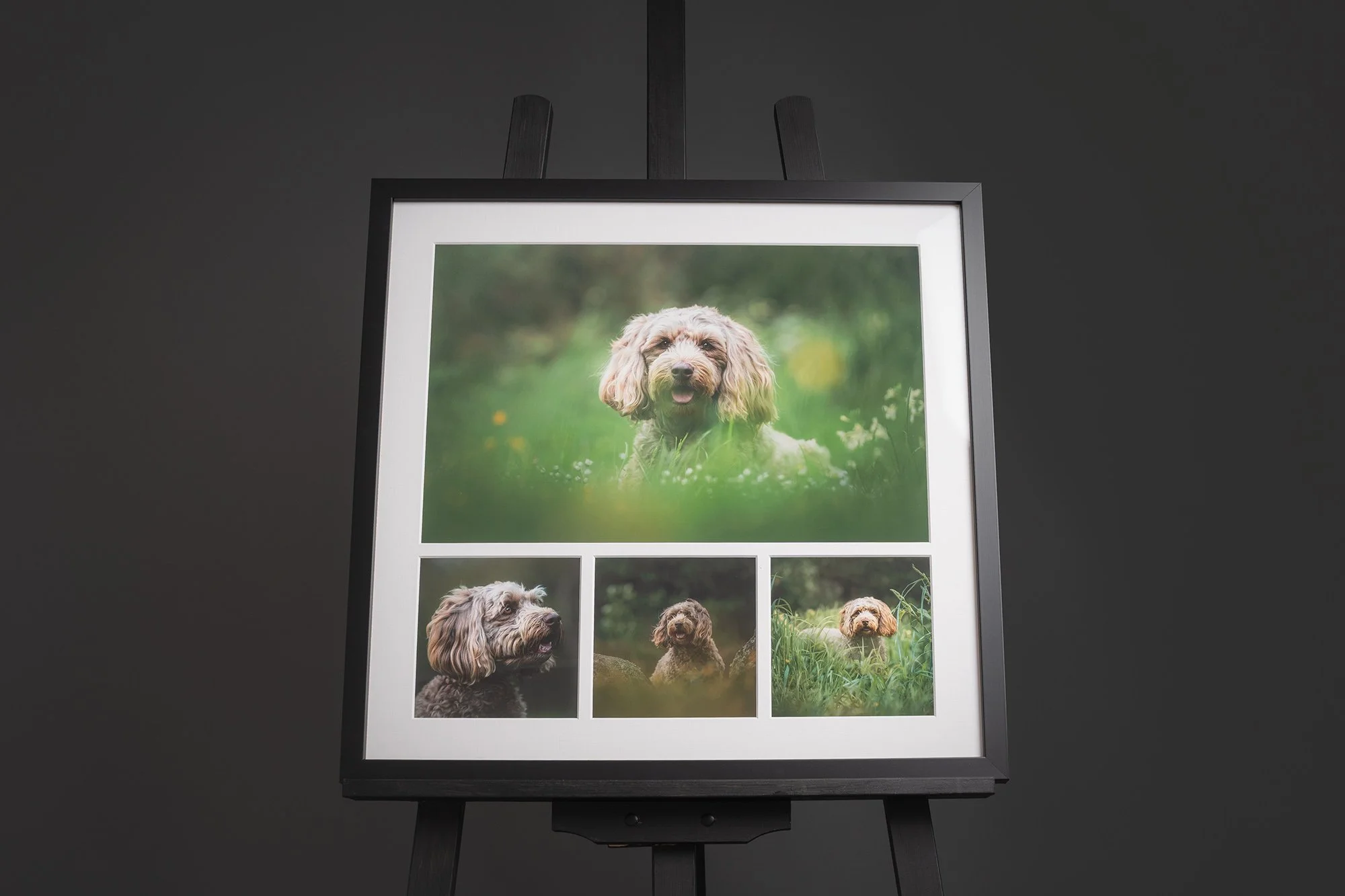 Hazel the Sproodle – Dog Photography in Lower Hutt