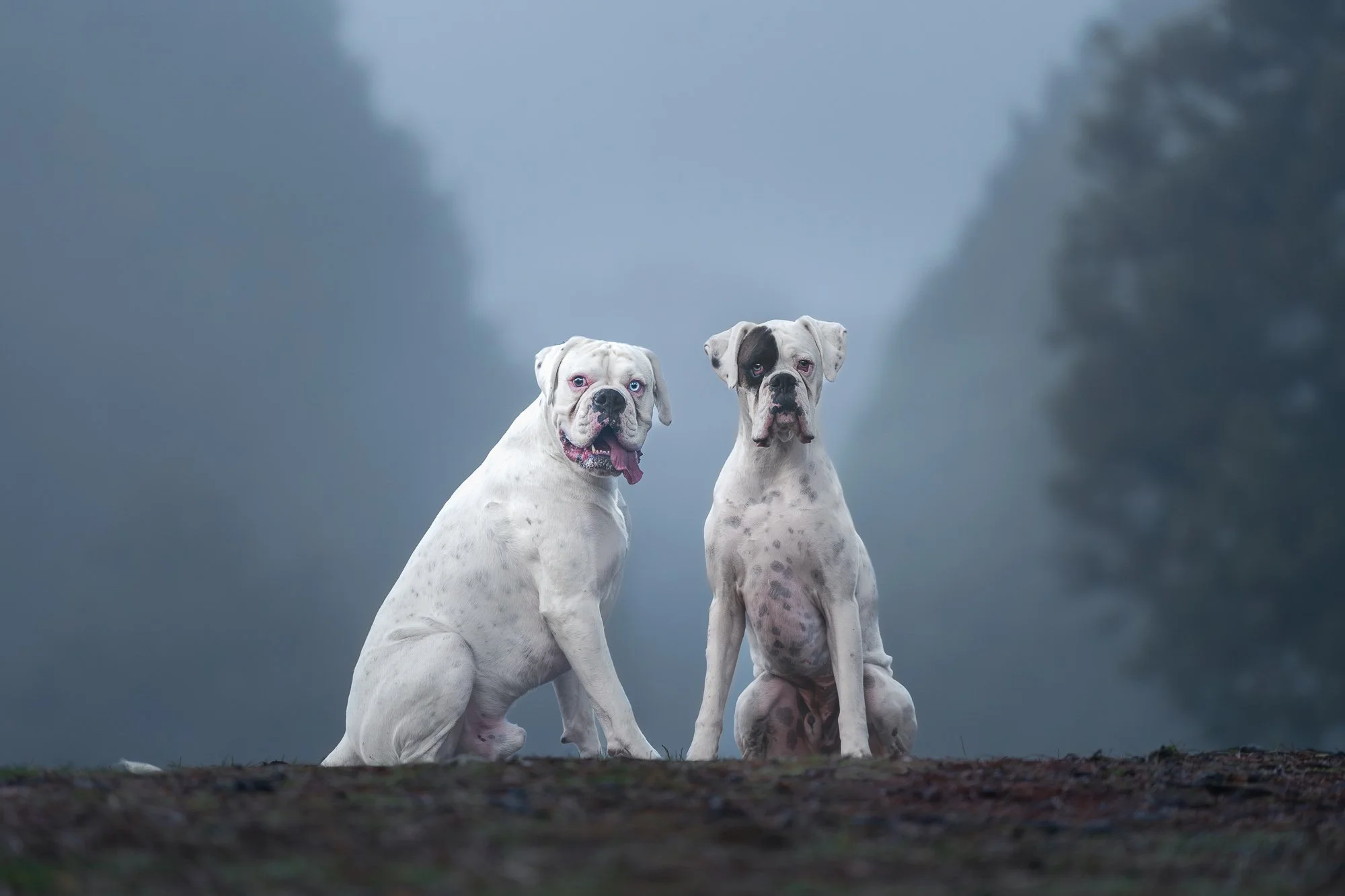 Dog photography of bull terrier in Wellington