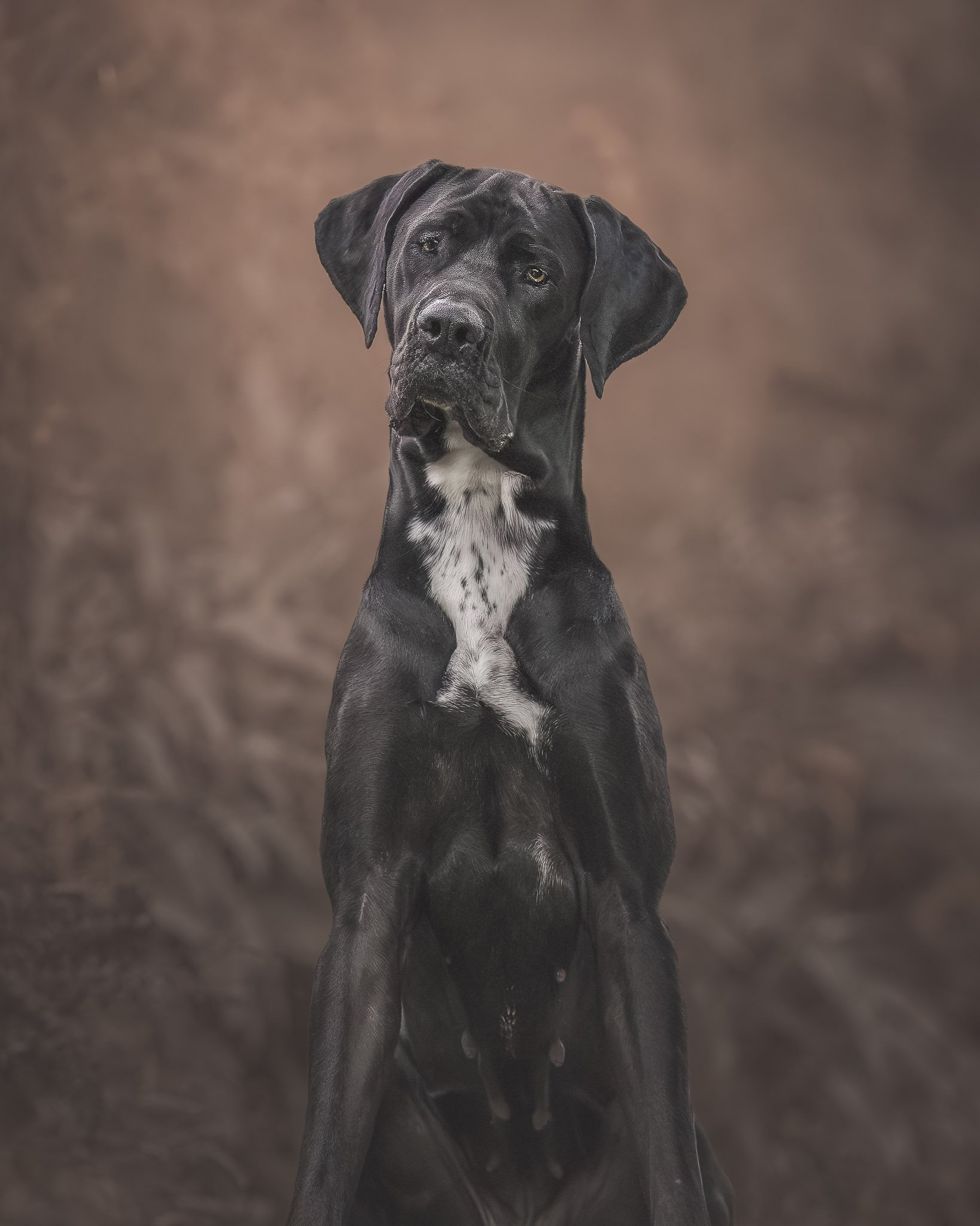 Fine art dog portrait of a great dane in a sit looking at the camera in a Wellington forest - Em Boyle Photography