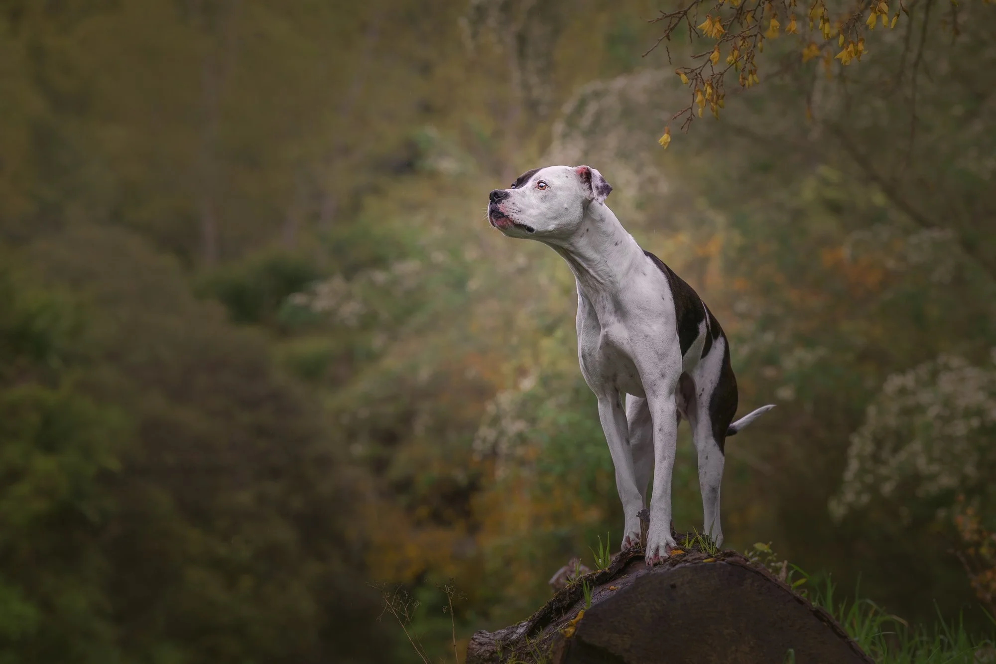 Meet the Paws Project Dogs: October
