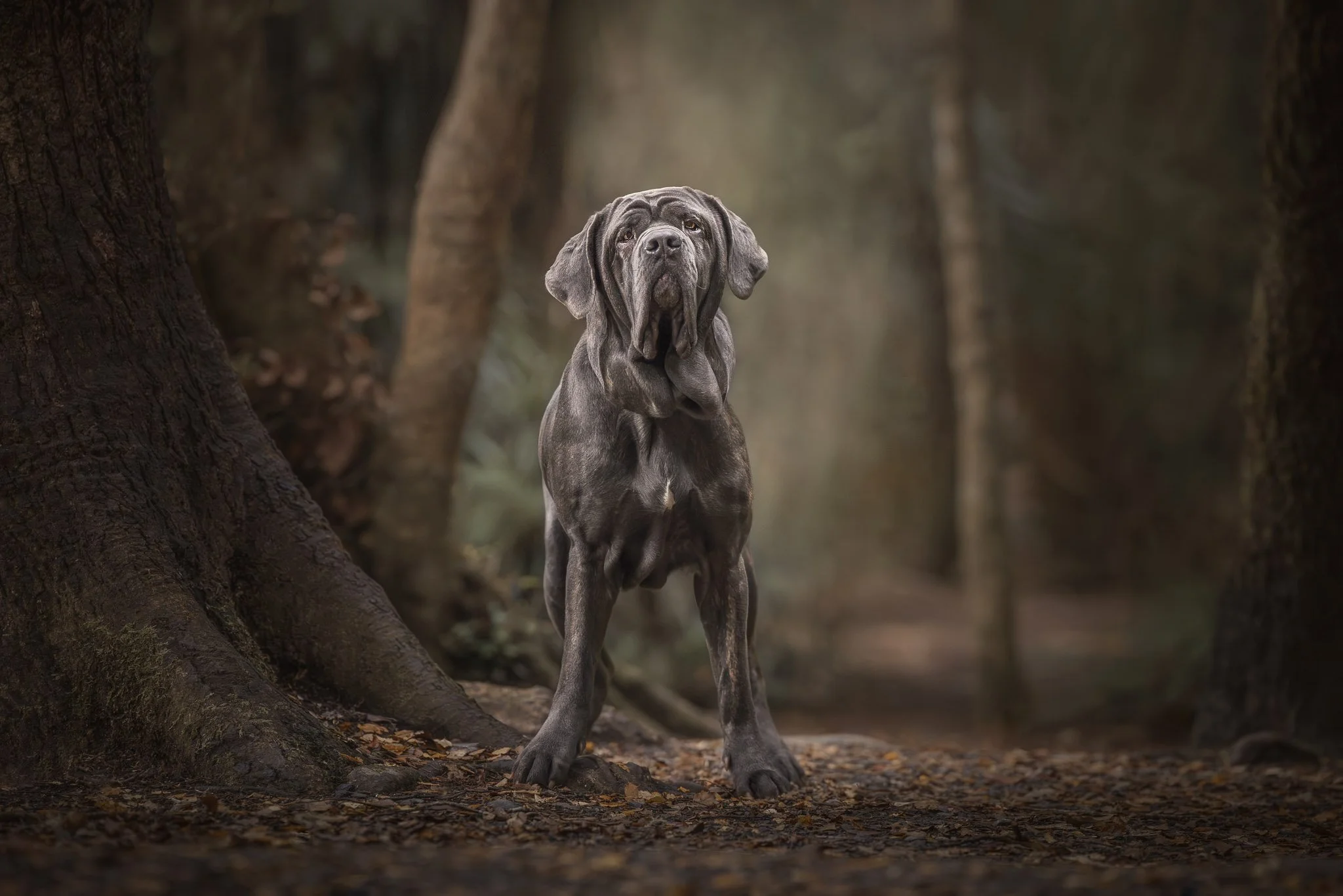Fine art dog image of Neopolitan Mastiff in the Wellington forest - Em Boyle Photography
