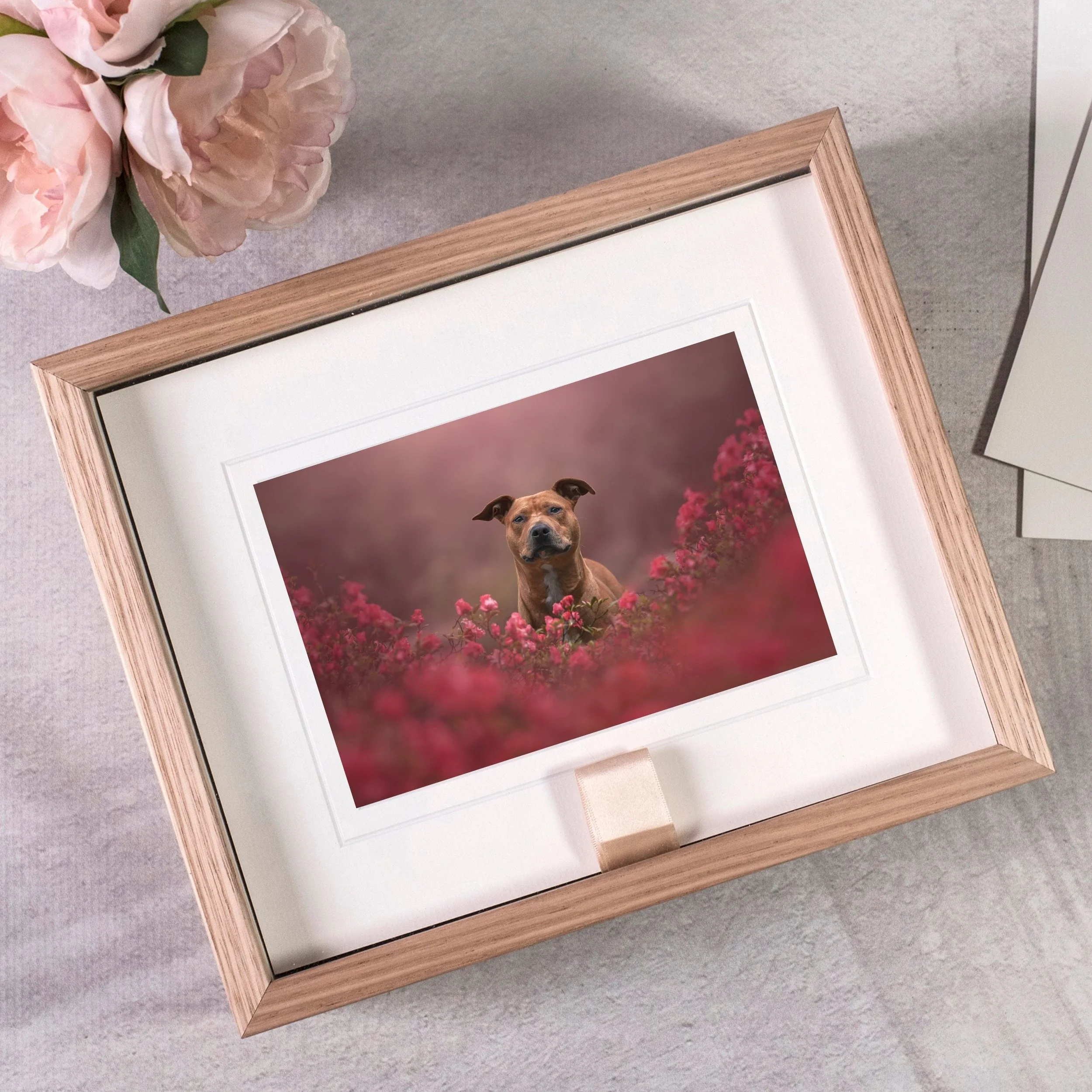 Matted print in a wooden box from pet photography session of a dog in Wellington