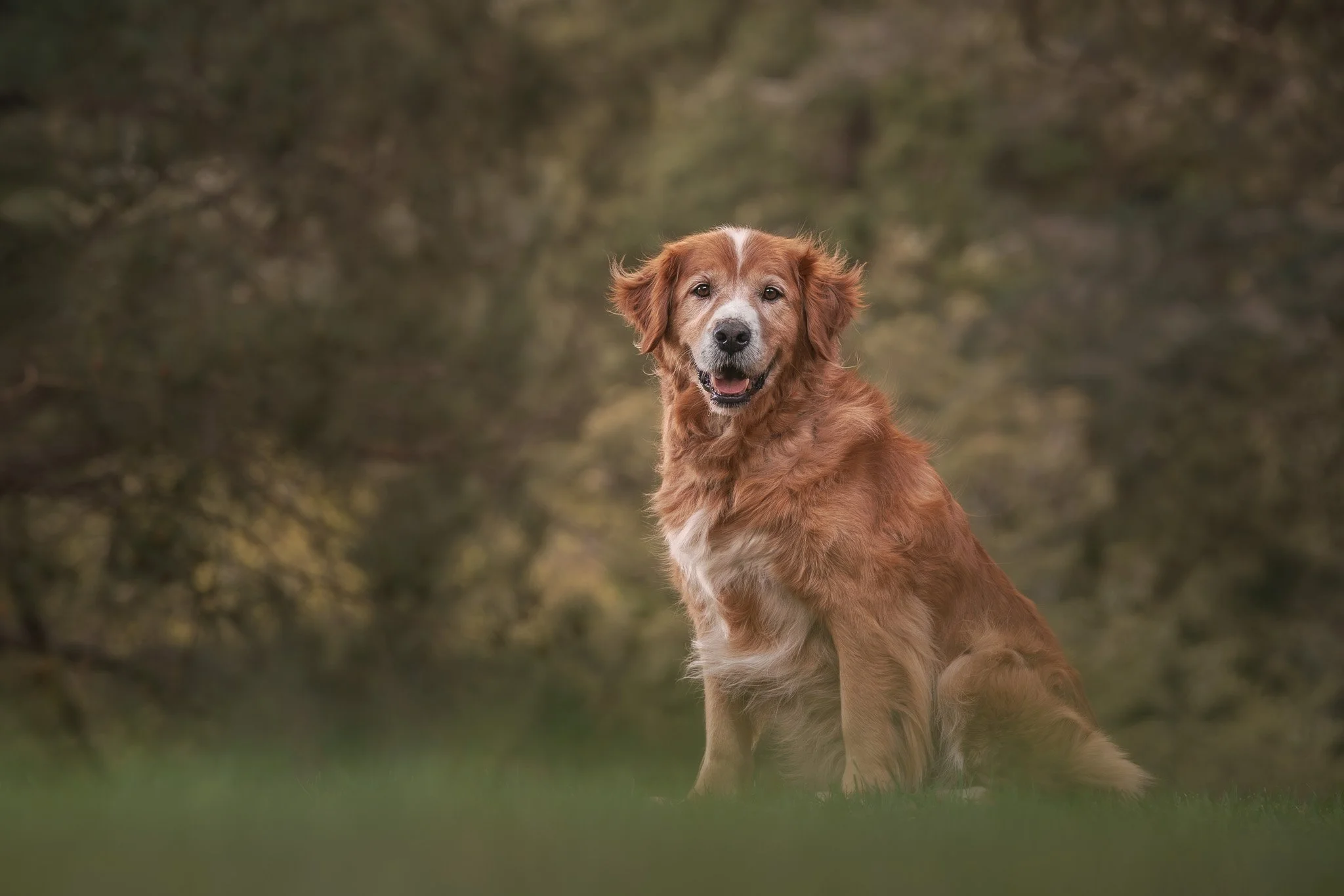 End of Life Dog Photography Wellington-1.jpg