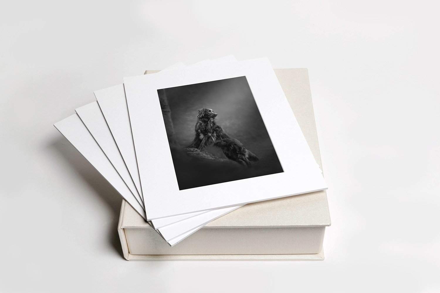 Matted prints of fine art dog photography with a folio box.