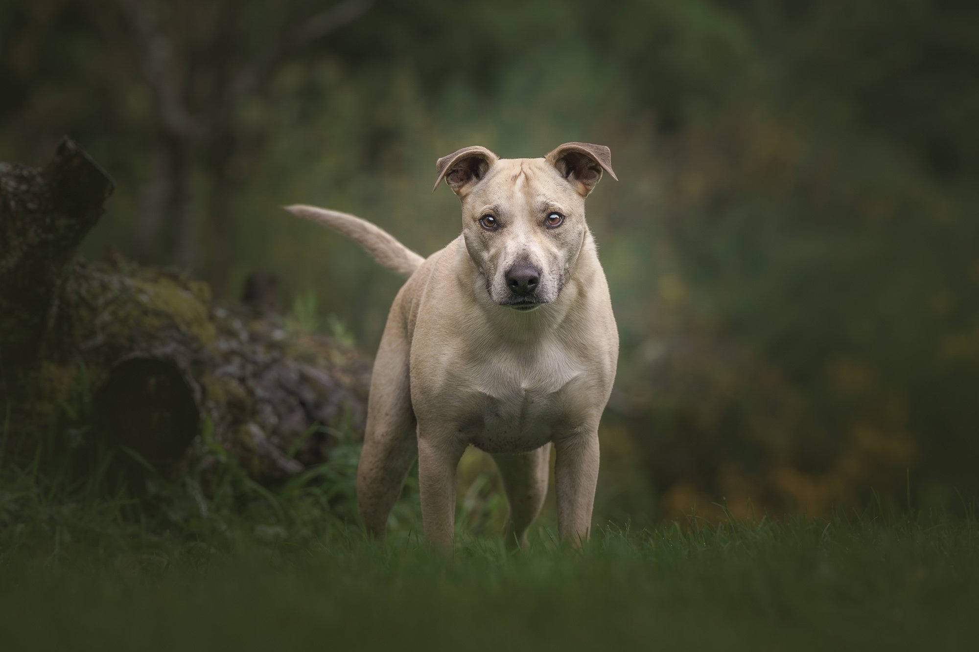 Meet the Paws Project Dogs: September