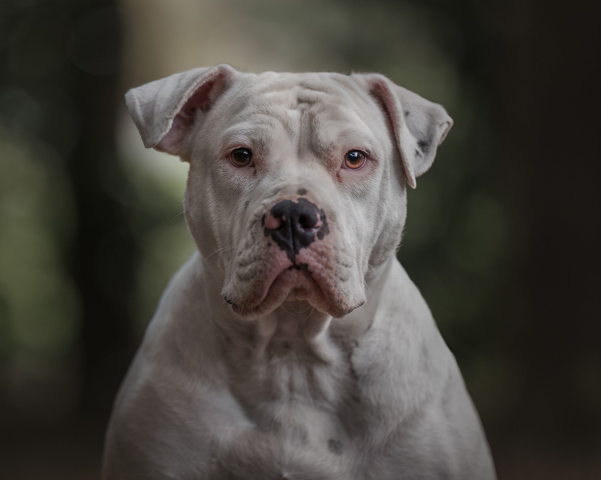 Close-up of a white American Bulldog with a serious expression, in a natural outdoor setting.