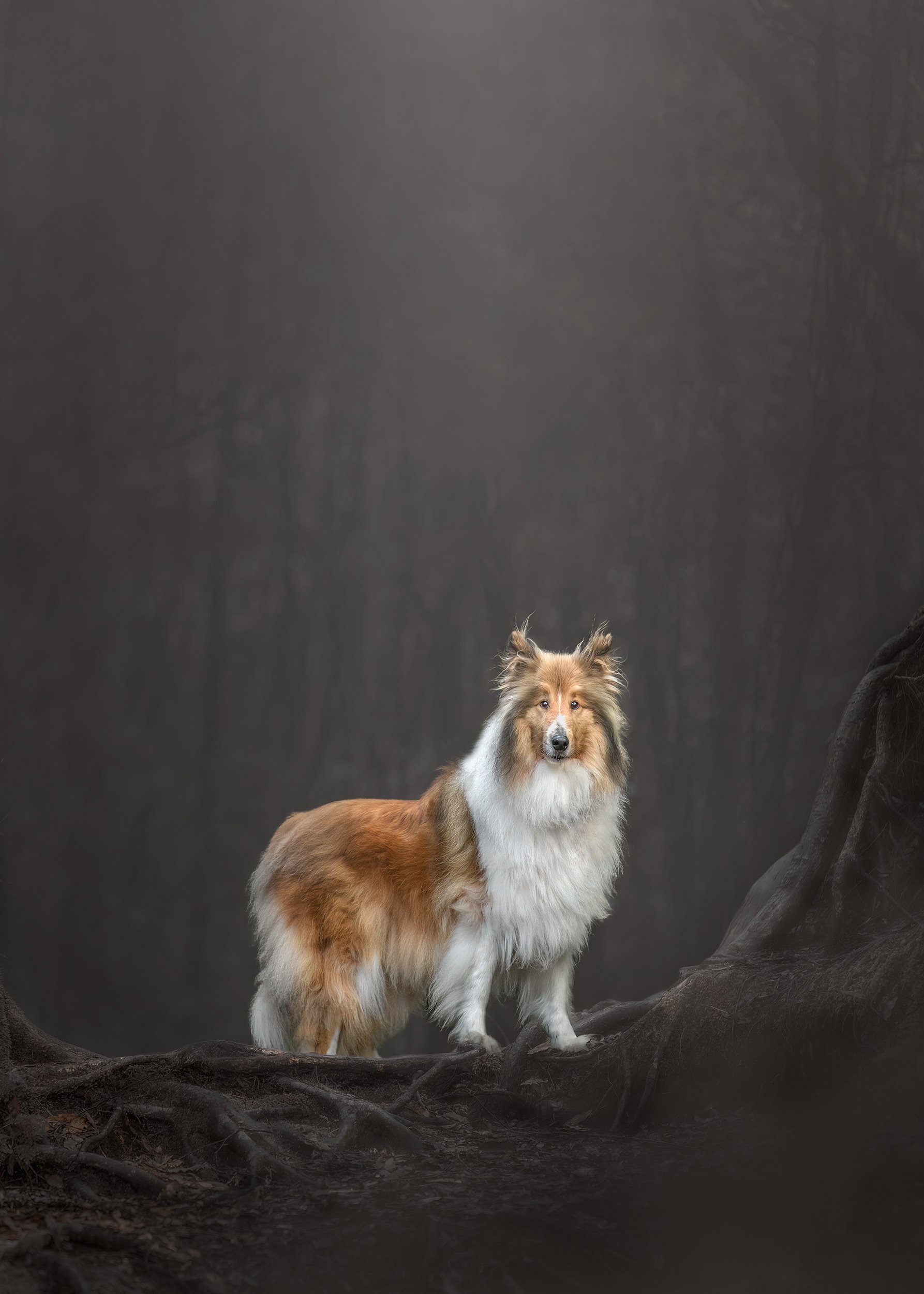 A dog with a long, fluffy coat standing on a tree root in a dark, misty forest during a pet photography session photoshoot in Lower Hutt.