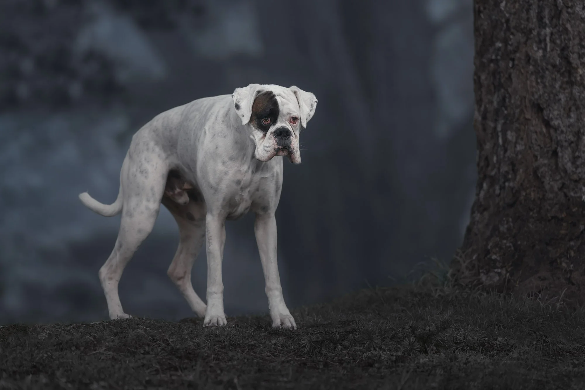 Em Boyle - Dog Photographer - Wellington, NZ-5.jpg