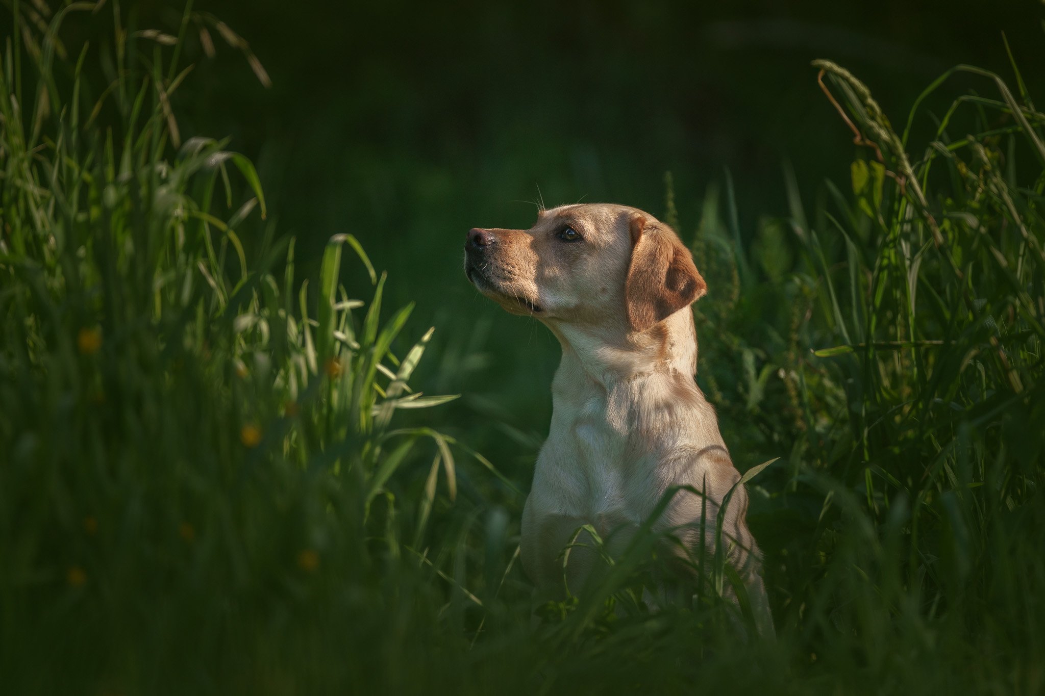 Fine art dog portrait of a golden labrador sitting in long grasses in a park in Wellington - Em Boyle Photography