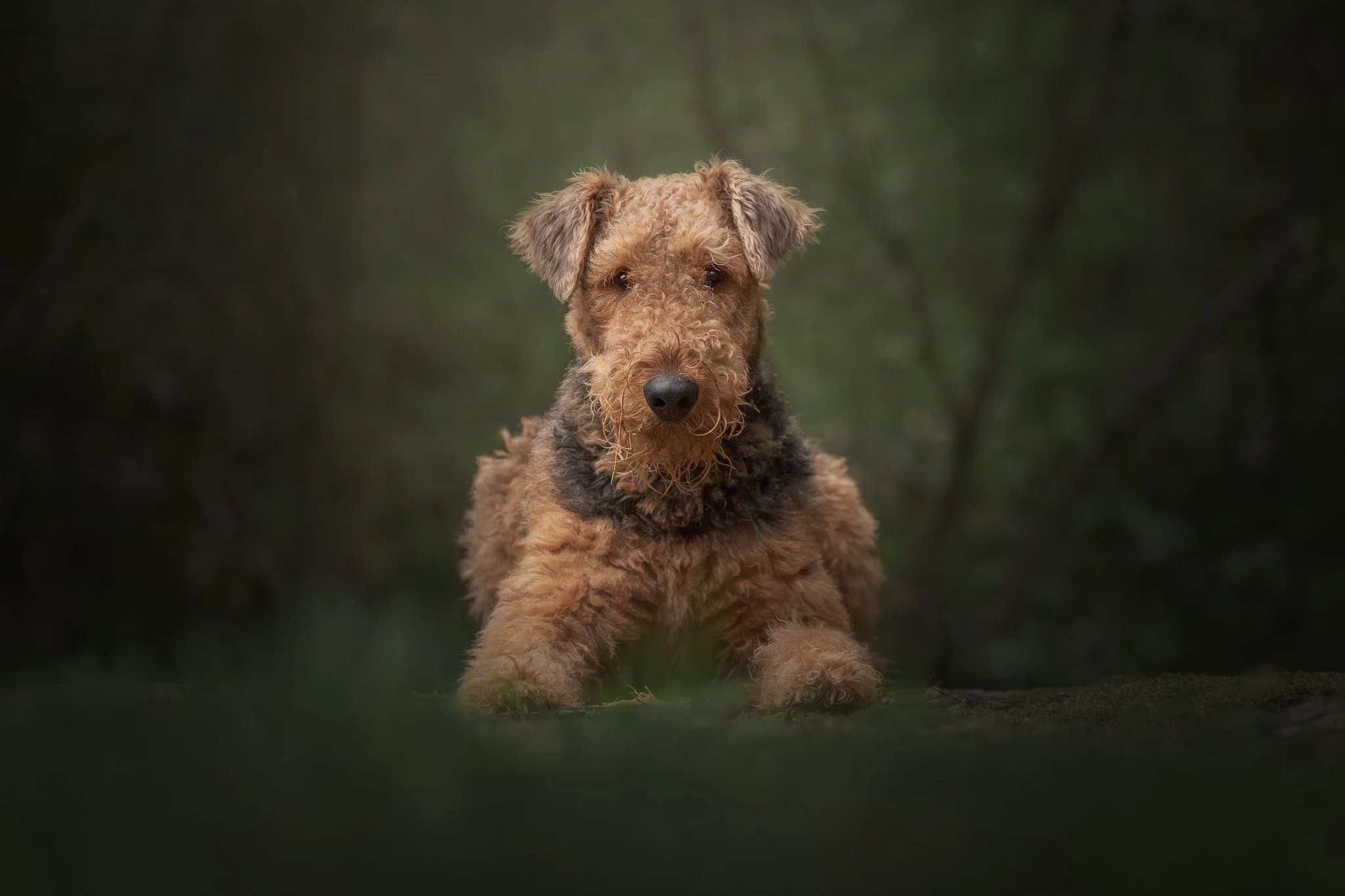 Fine art image of an Airedale Terrier in a forest in Wellington - Em Boyle Photography