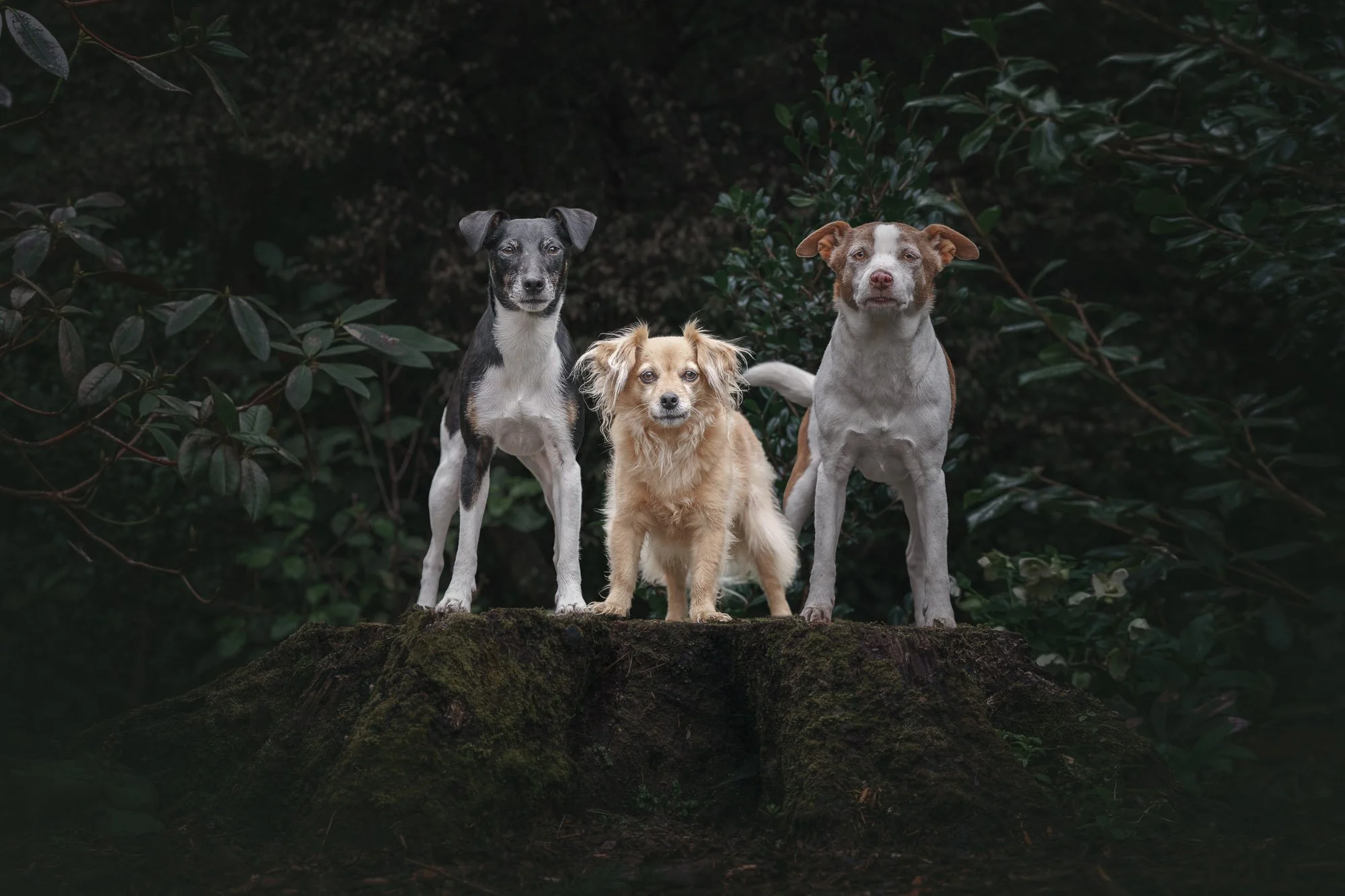 Em Boyle - Dog Photographer - Wellington, NZ-16.jpg