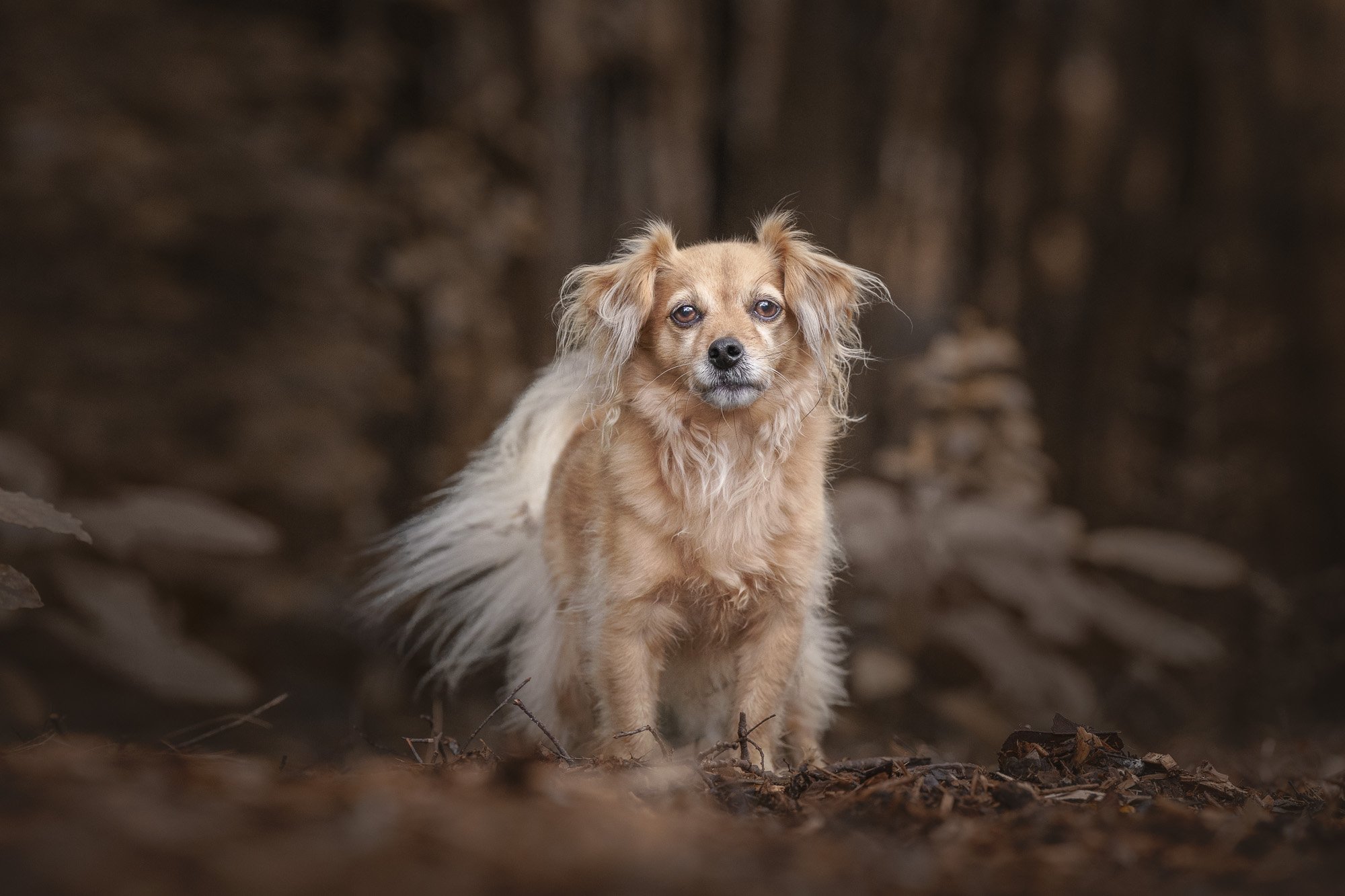 Meet the Paws Project Dogs: August