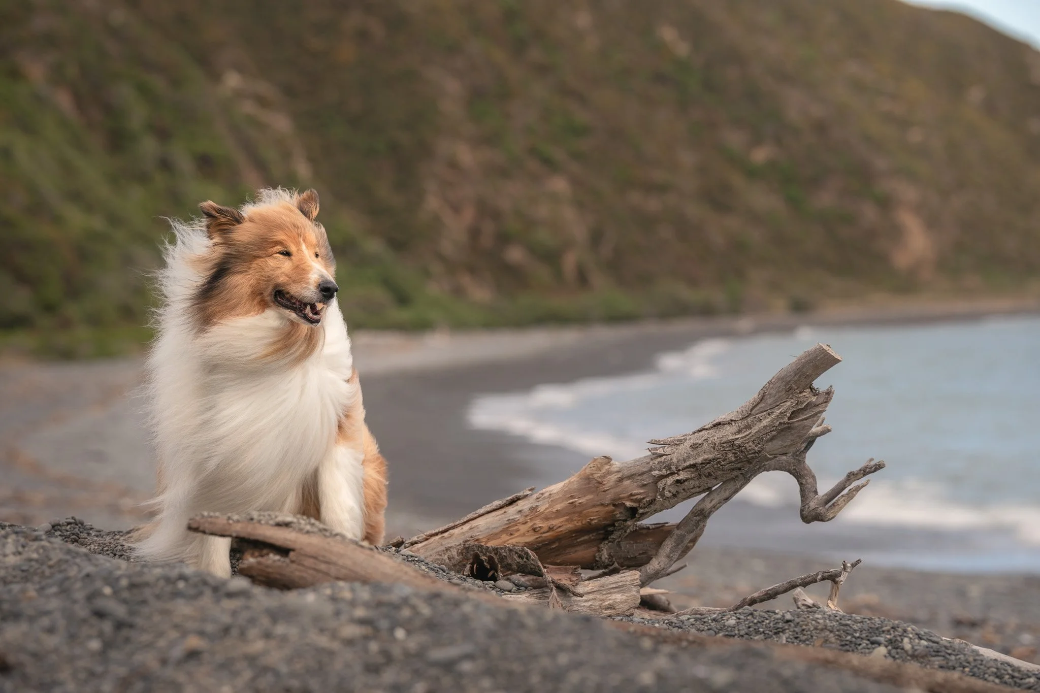 Top 10 Dog Friendly Walks in Lower Hutt