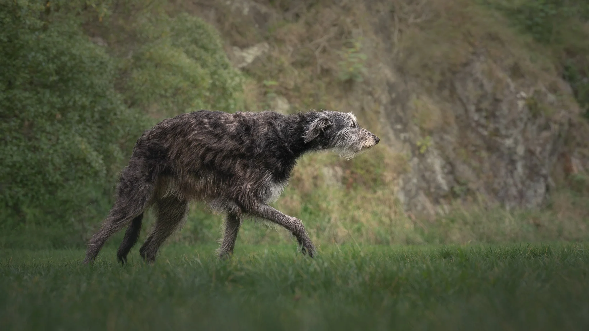 Fine art dog photo of a Deerhound walking through the grass in a Wellington park - Em Boyle Photography