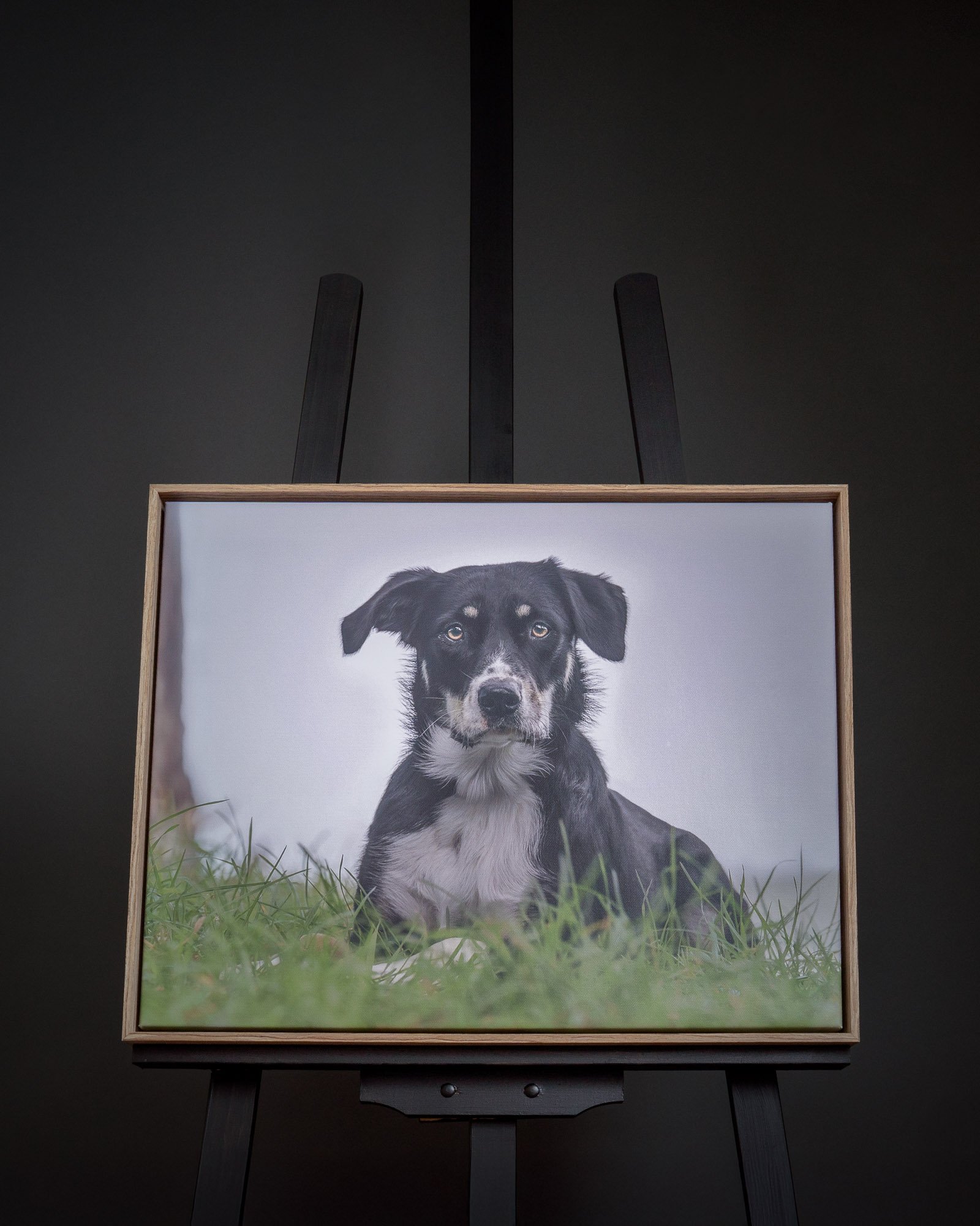 Framed canvas wall art of dog in woods in Wellington