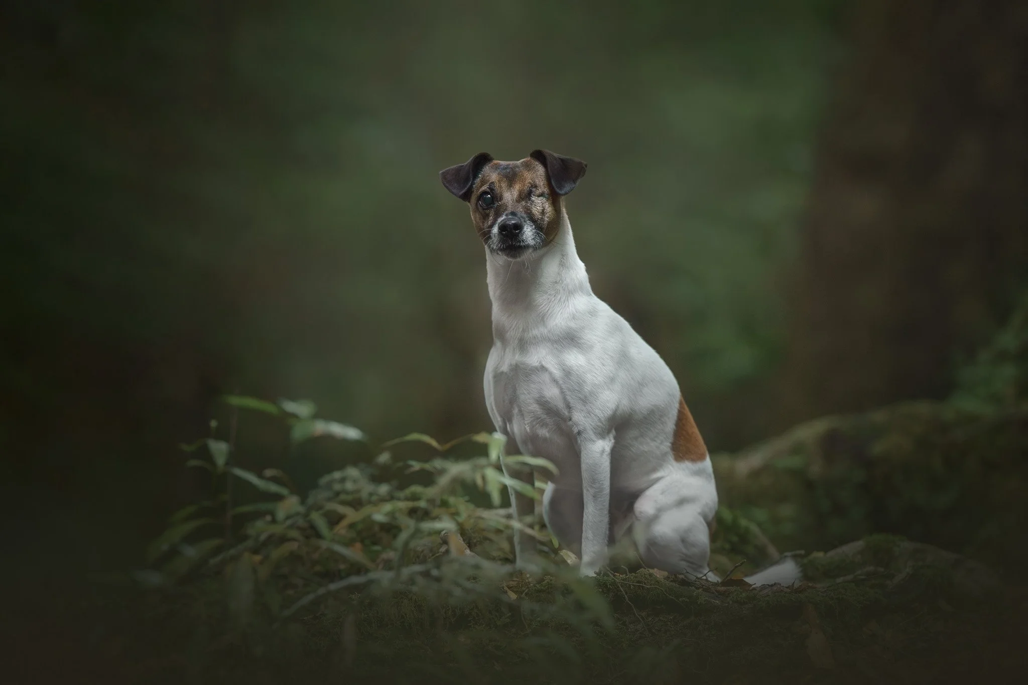 Fine art dog photo of a one eyes Jack Russell Terrier sitting in a Wellington forest - Em Boyle Photography