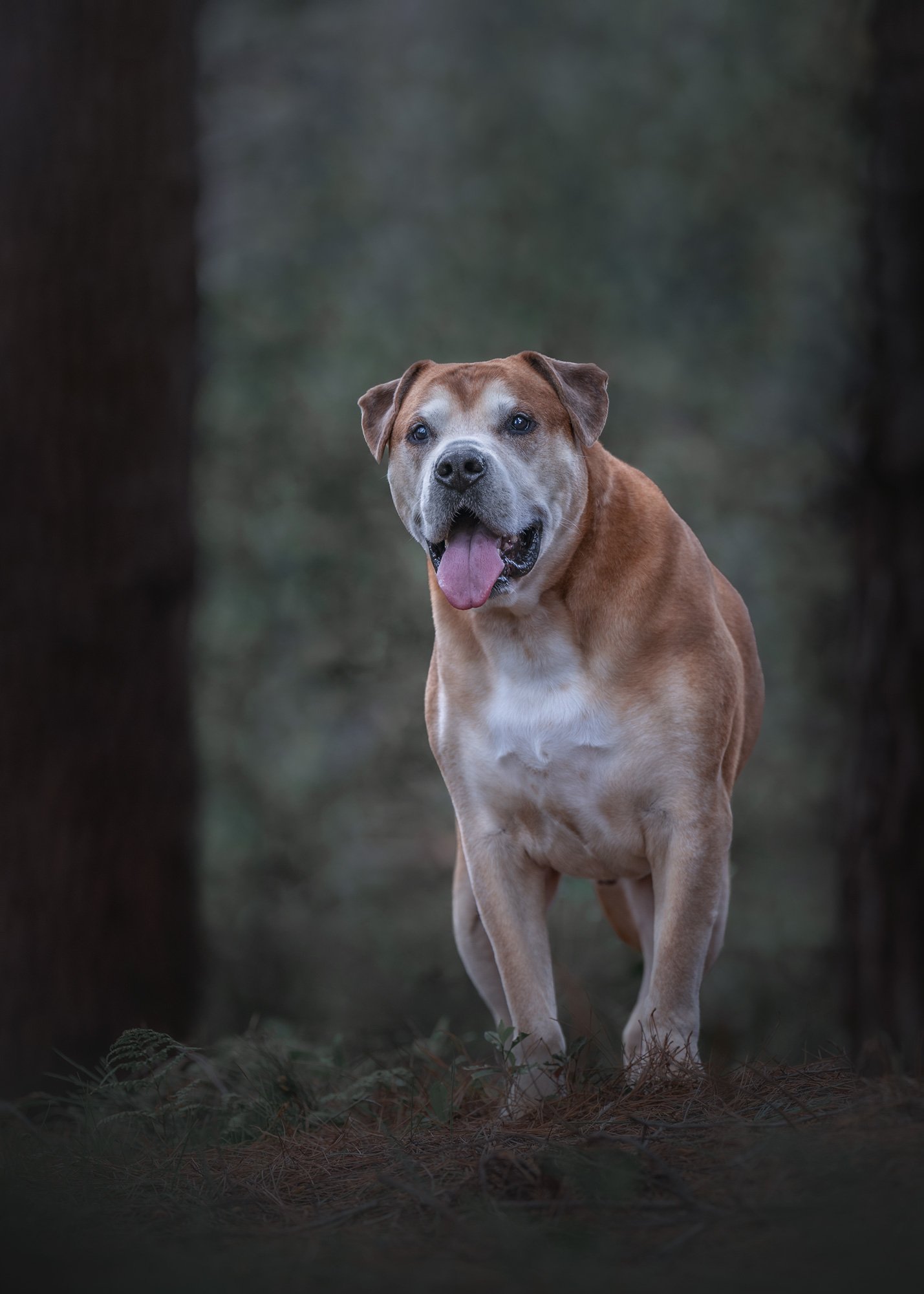 A happy brown and white dog with its tongue out, standing in a forested area during a dog photography session in Wellington.
