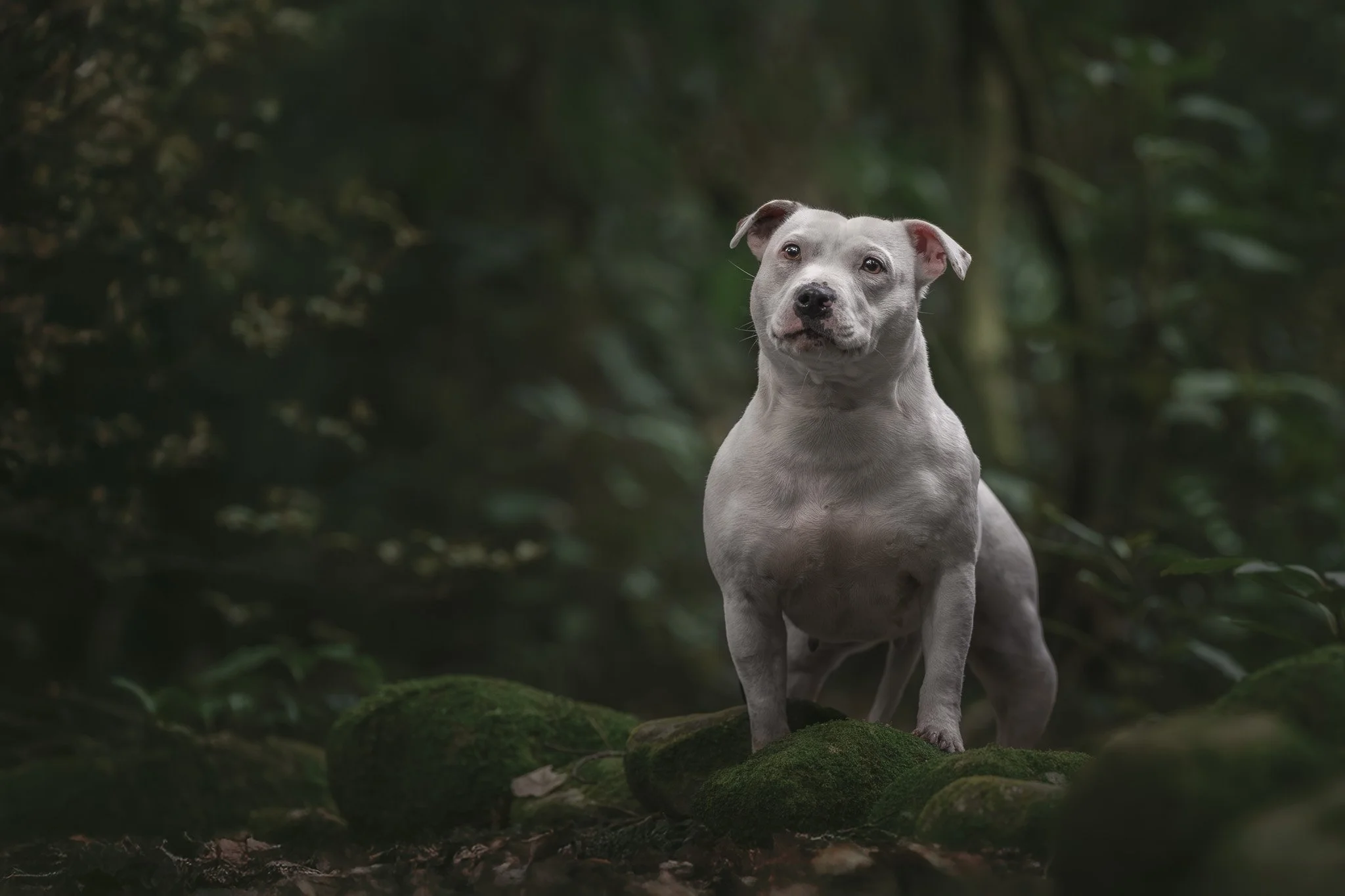 Dog photography of mixed breed senior dog in Upper Hutt
