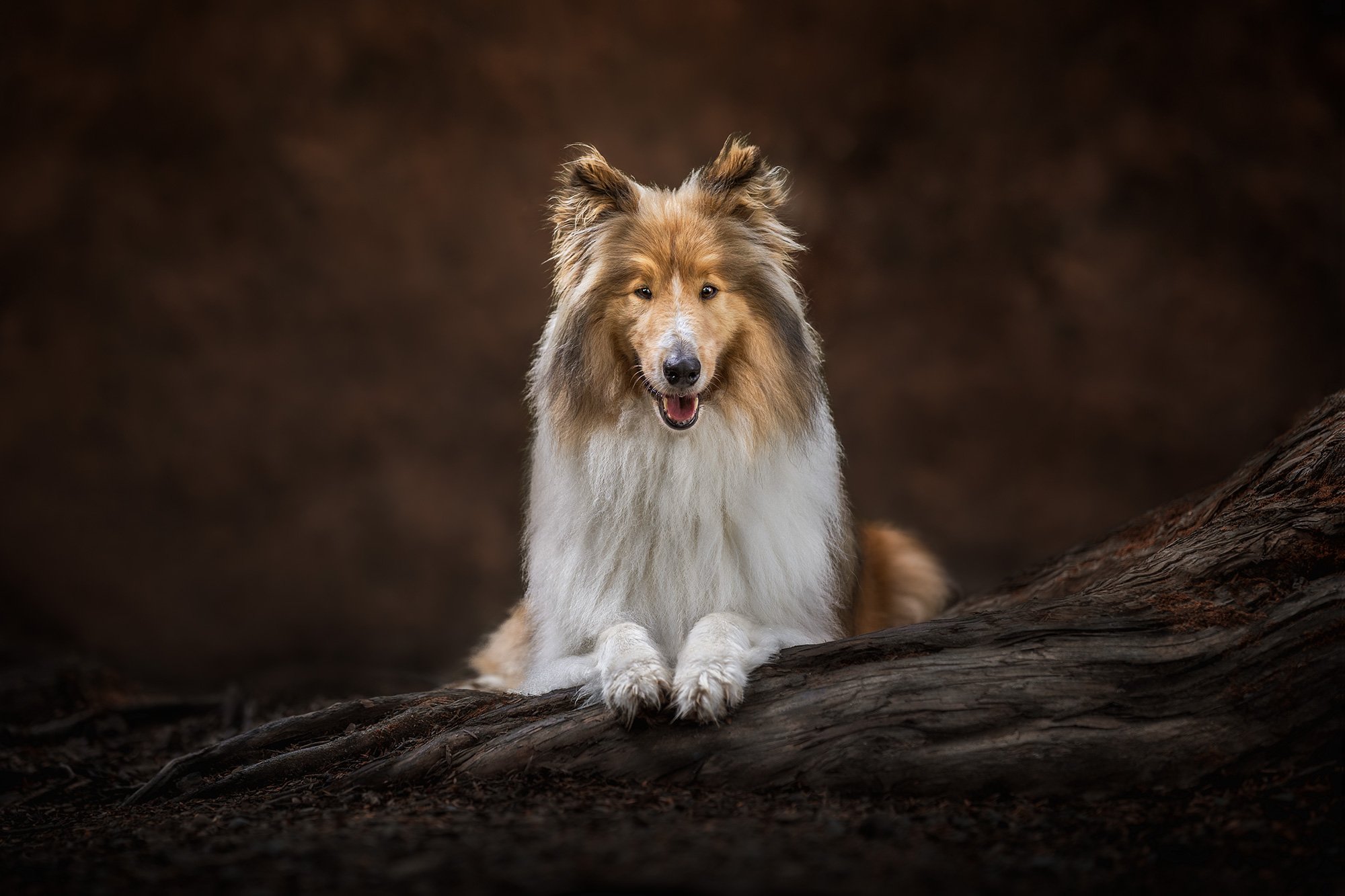 Why You Should Invest in Professional Dog Photography